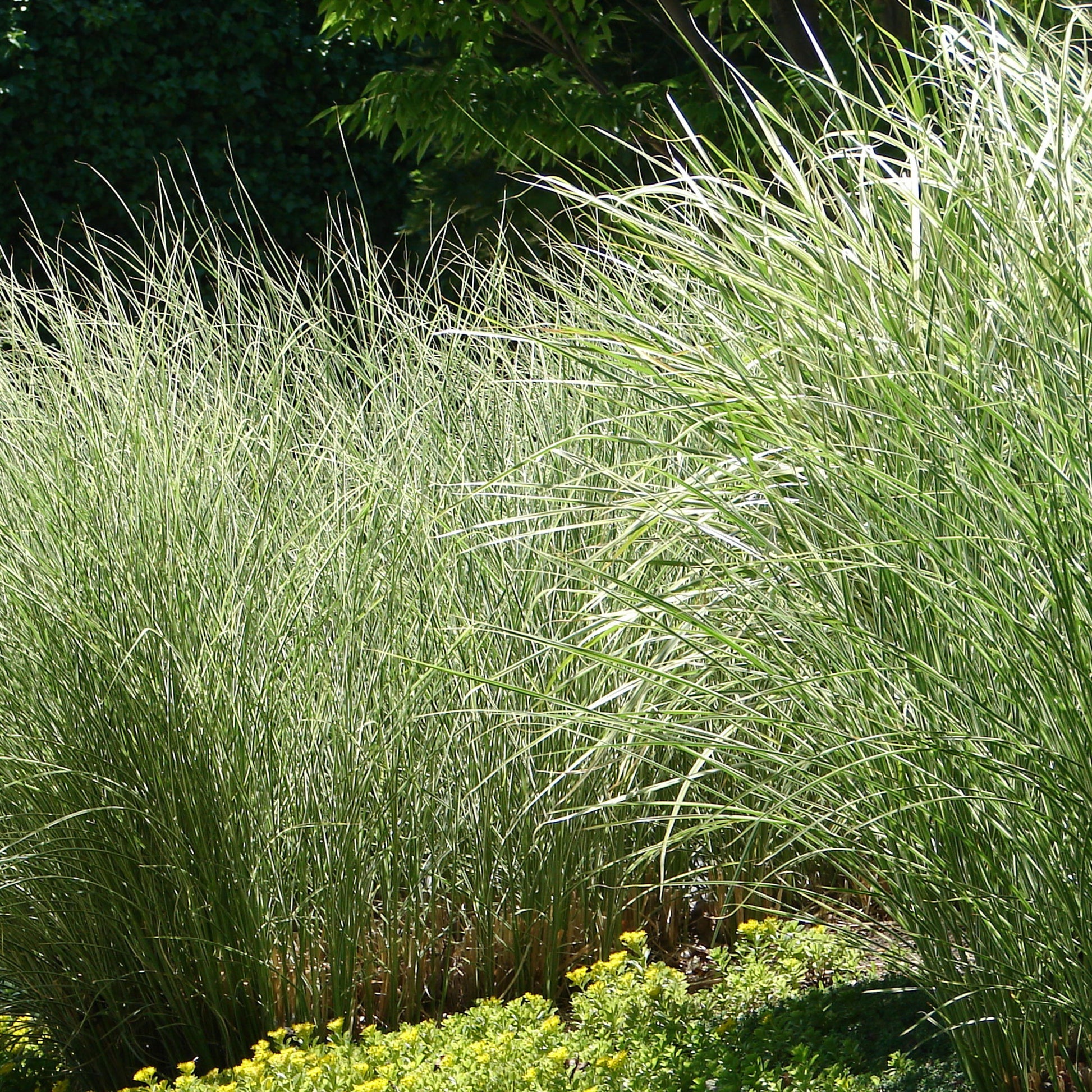Chinaschilf 'Morning Light' - Miscanthus sinensis morning light - Bakker