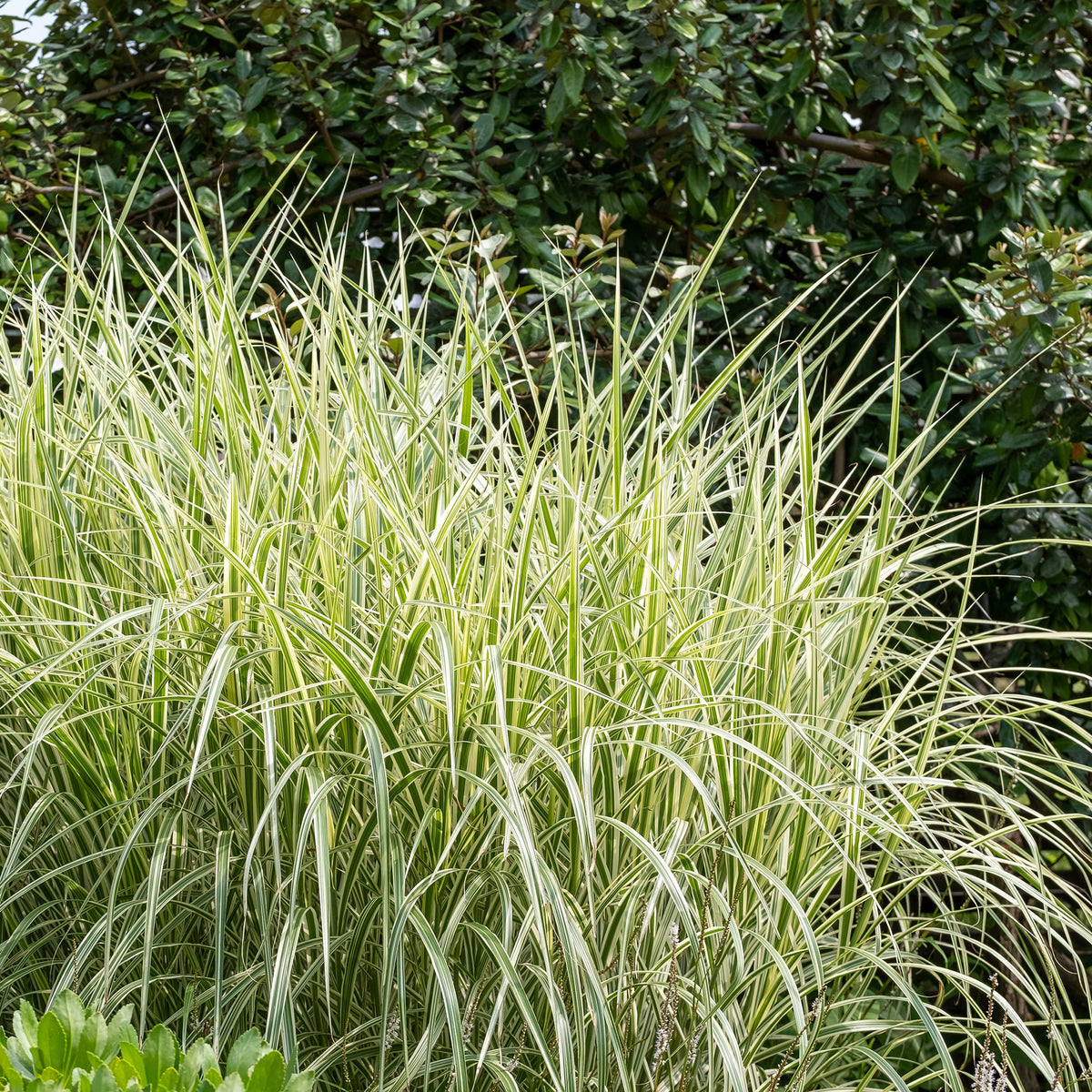 Chinagras Miscanthus 'Variegatus' - Miscanthus sinensis variegatus - Bakker