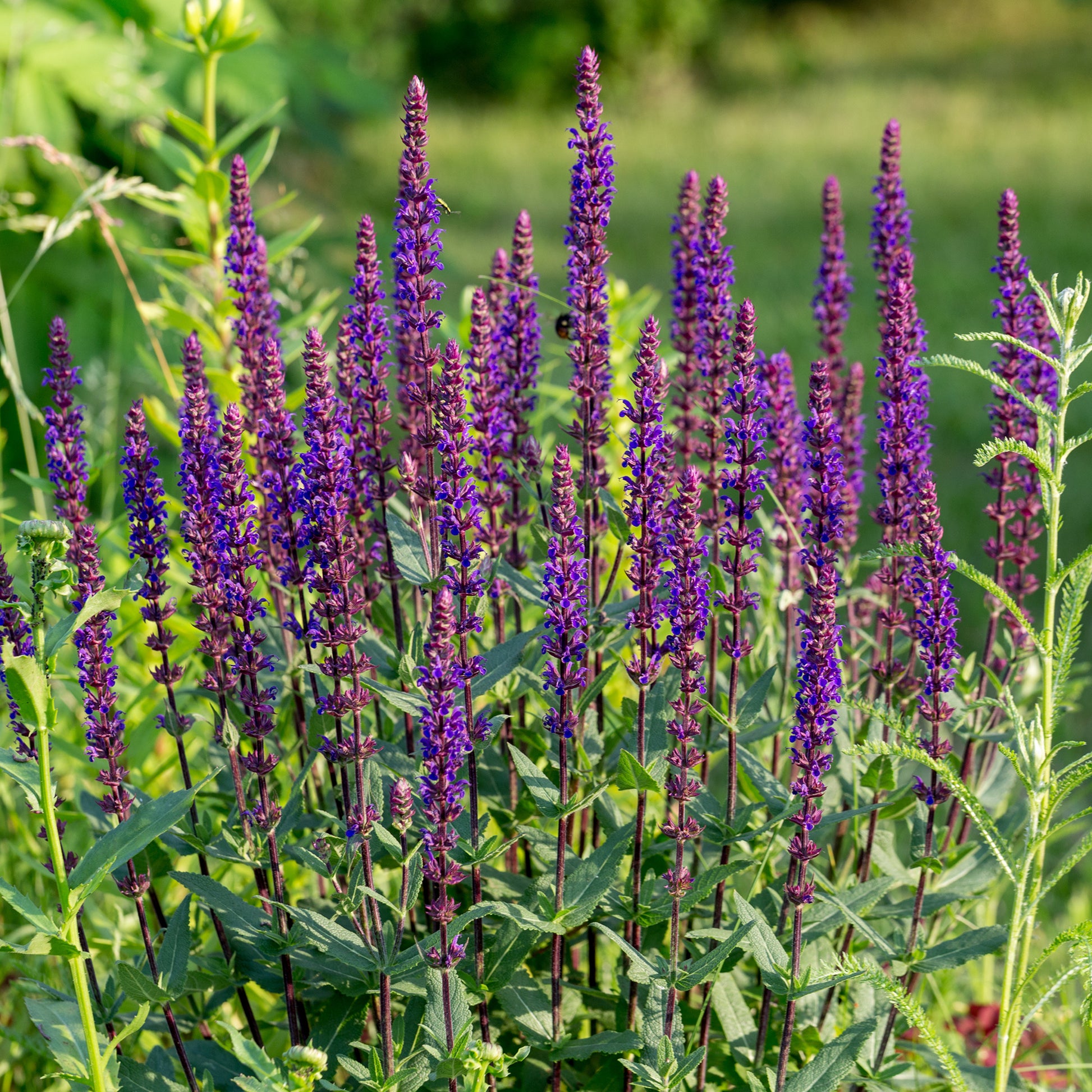Steppen Salbei 'Caradonna' - Salvia nemorosa caradonna - Bakker