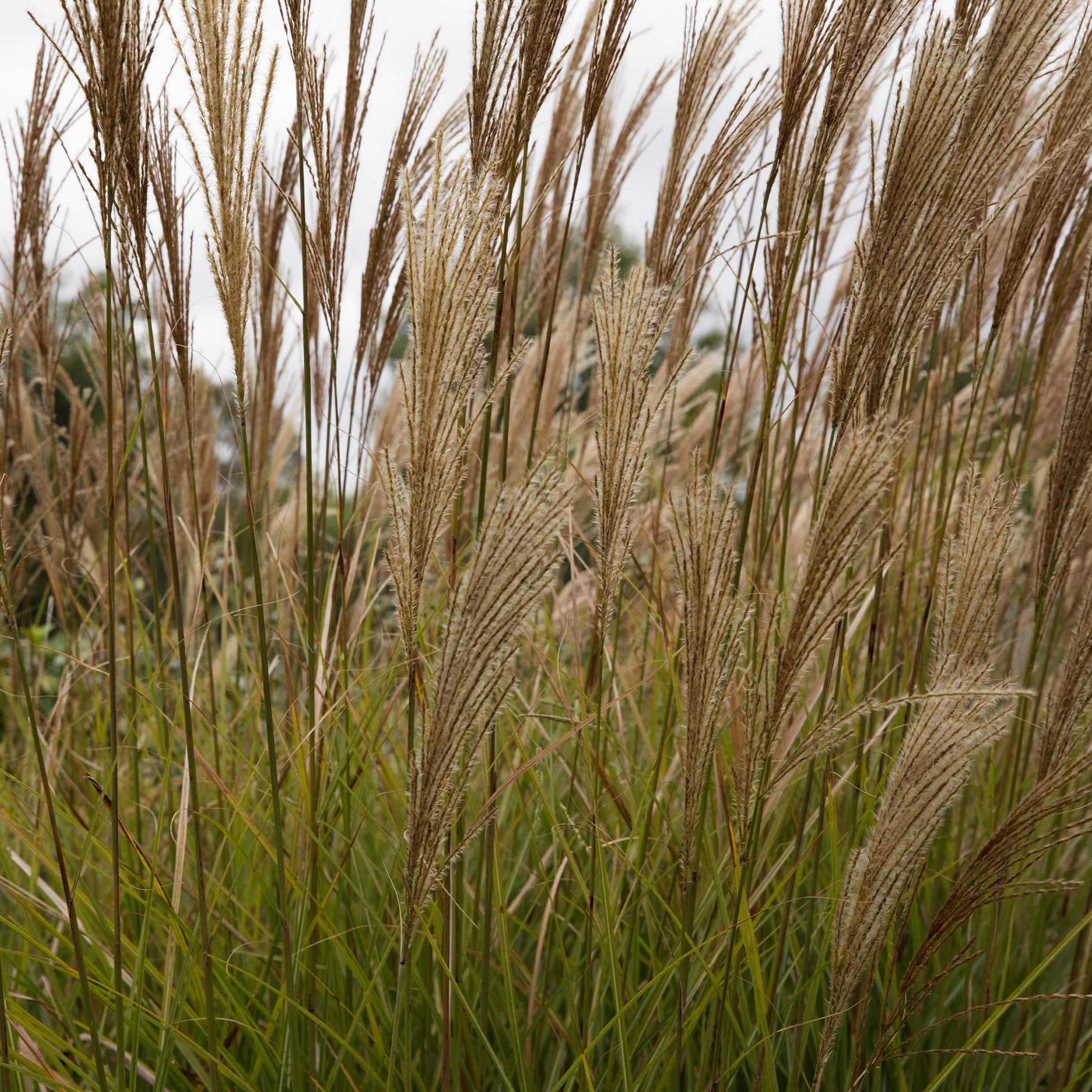 Chinaschilf 'Gracillimus' - Miscanthus - Bakker