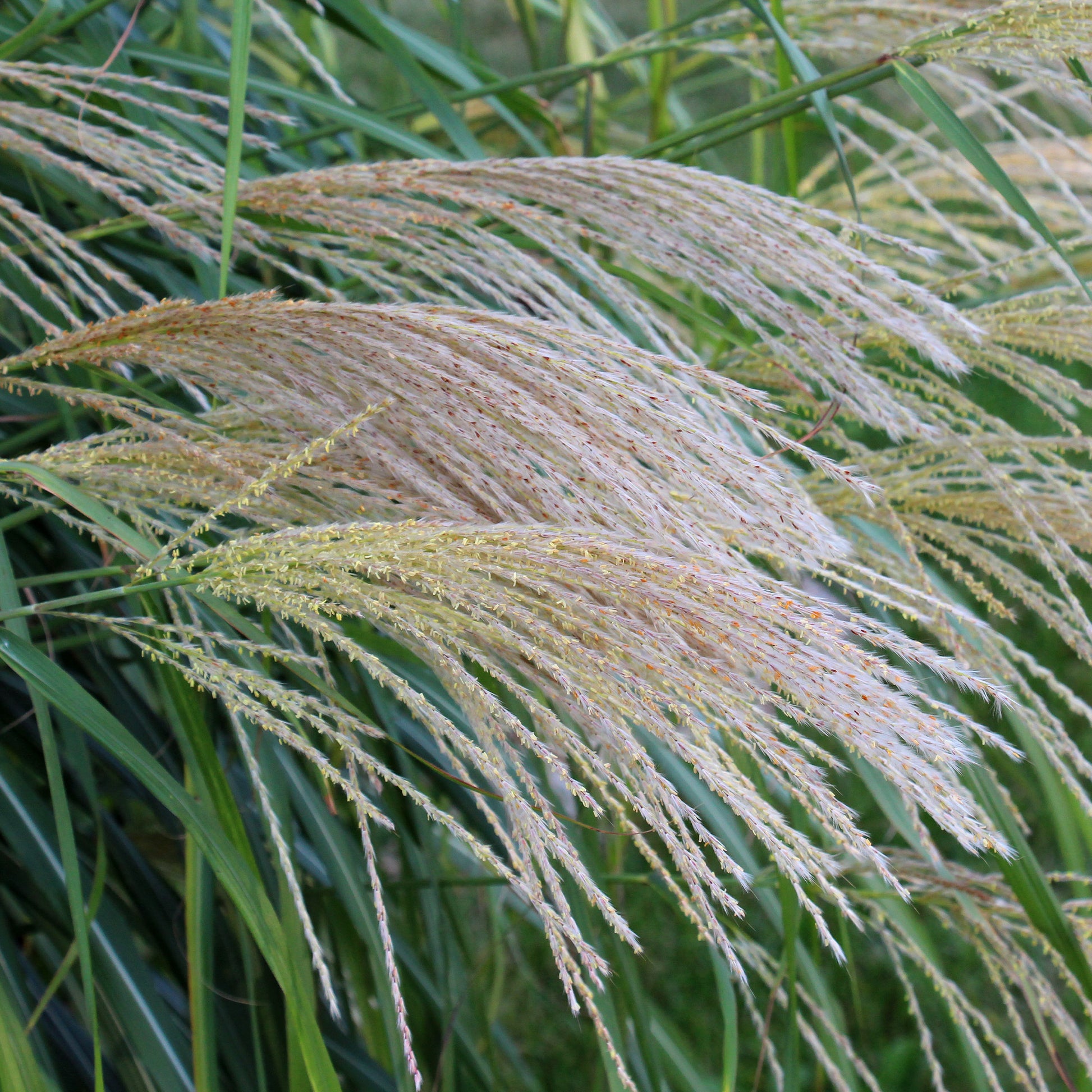 Verkauf Chinaschilf 'Gracillimus' - Miscanthus sinensis gracillimus