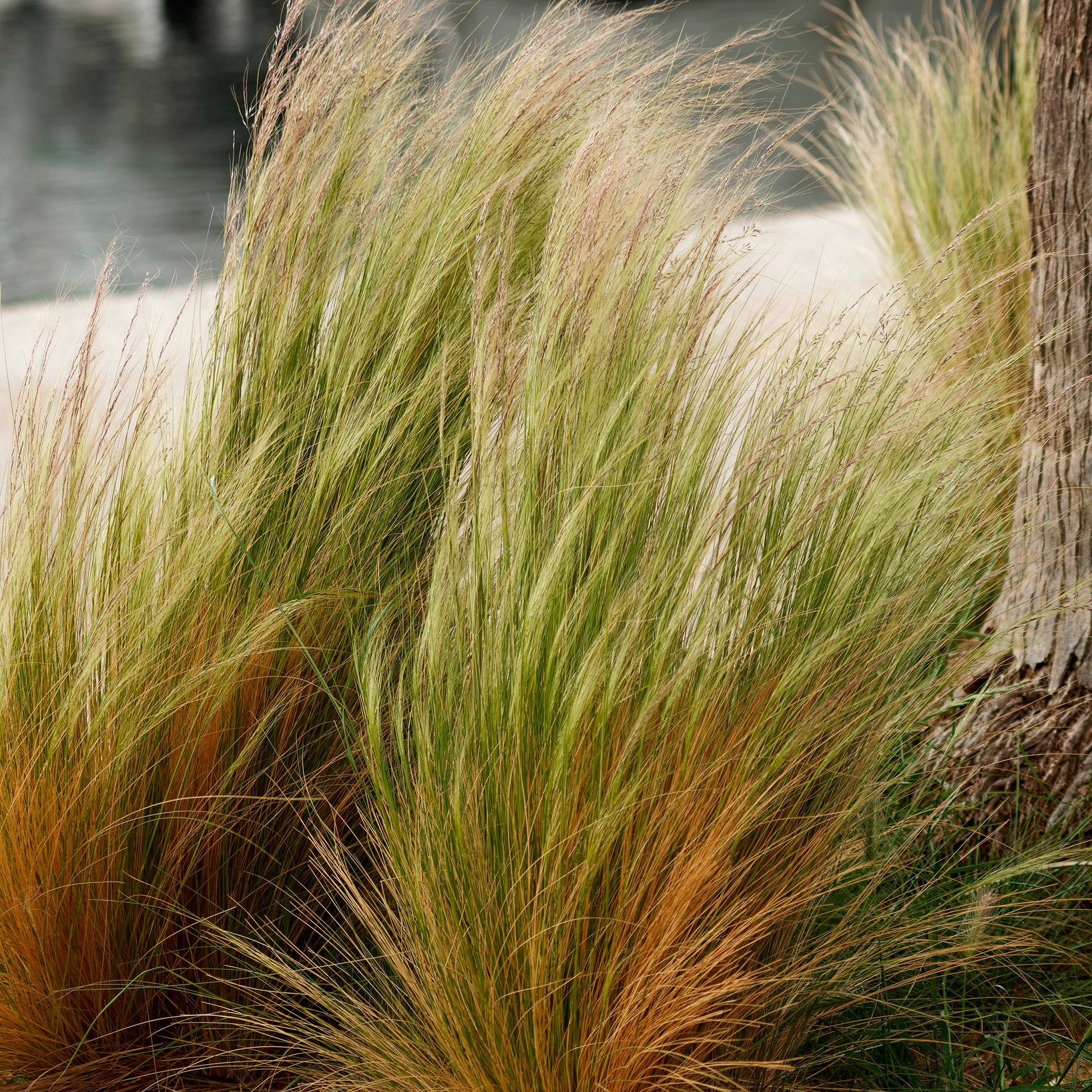 Verkauf Federgras - Stipa tenuissima