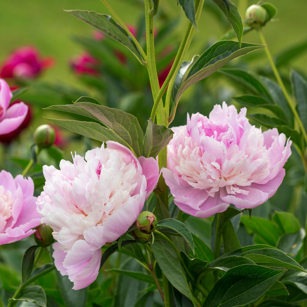 Paeonia lactiflora x sorbet - Pfingstrose Paeonia 'Sorbet' - Pfingstrosen