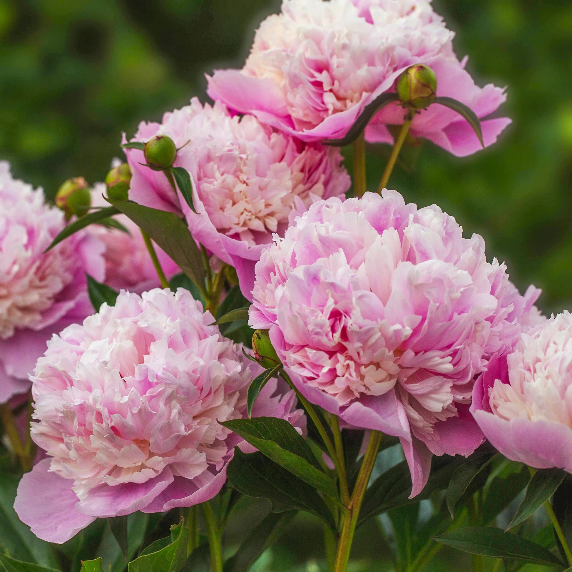 Paeonia lactiflora Sorbet, Karl Rosenfield - Duo rote und rosa Pfingstrosen - Pfingstrosen