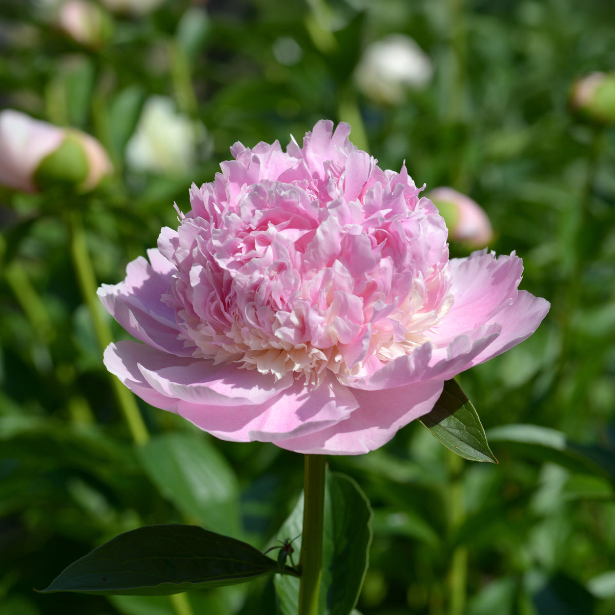 Pfingstrosen - Pfingstrose Paeonia 'Sorbet' - Paeonia lactiflora x sorbet