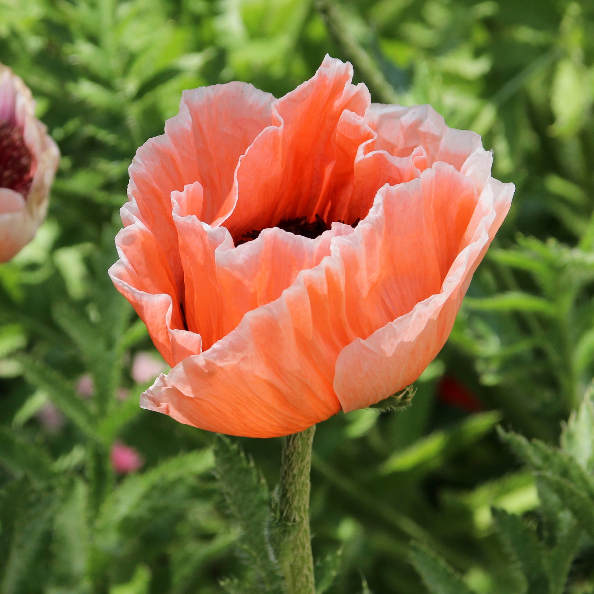 Orientalischer Mohn 'Picotee' - Papaver orientale 'picotee' - Bakker