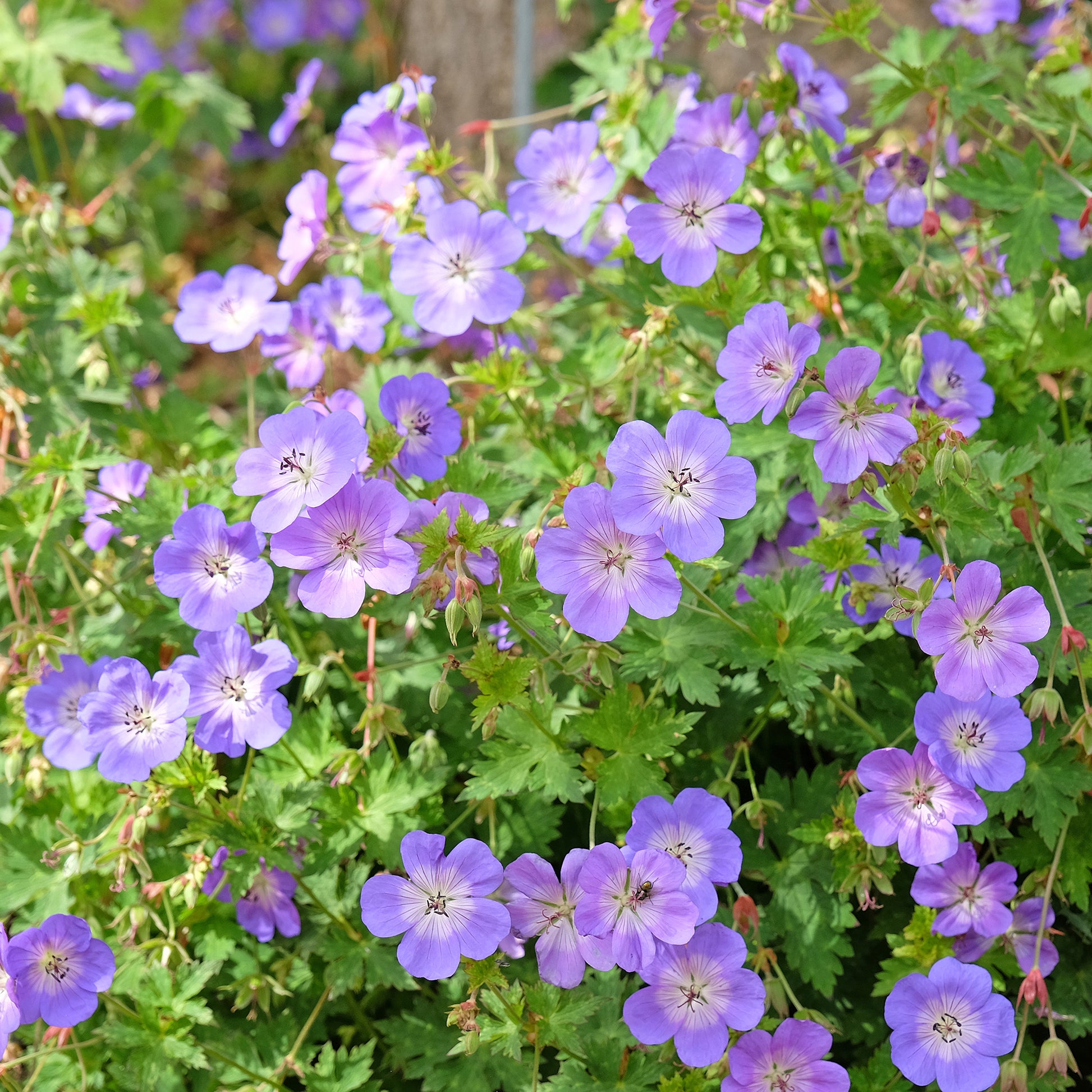 Verkauf Storchschnabel 'Rozanne'