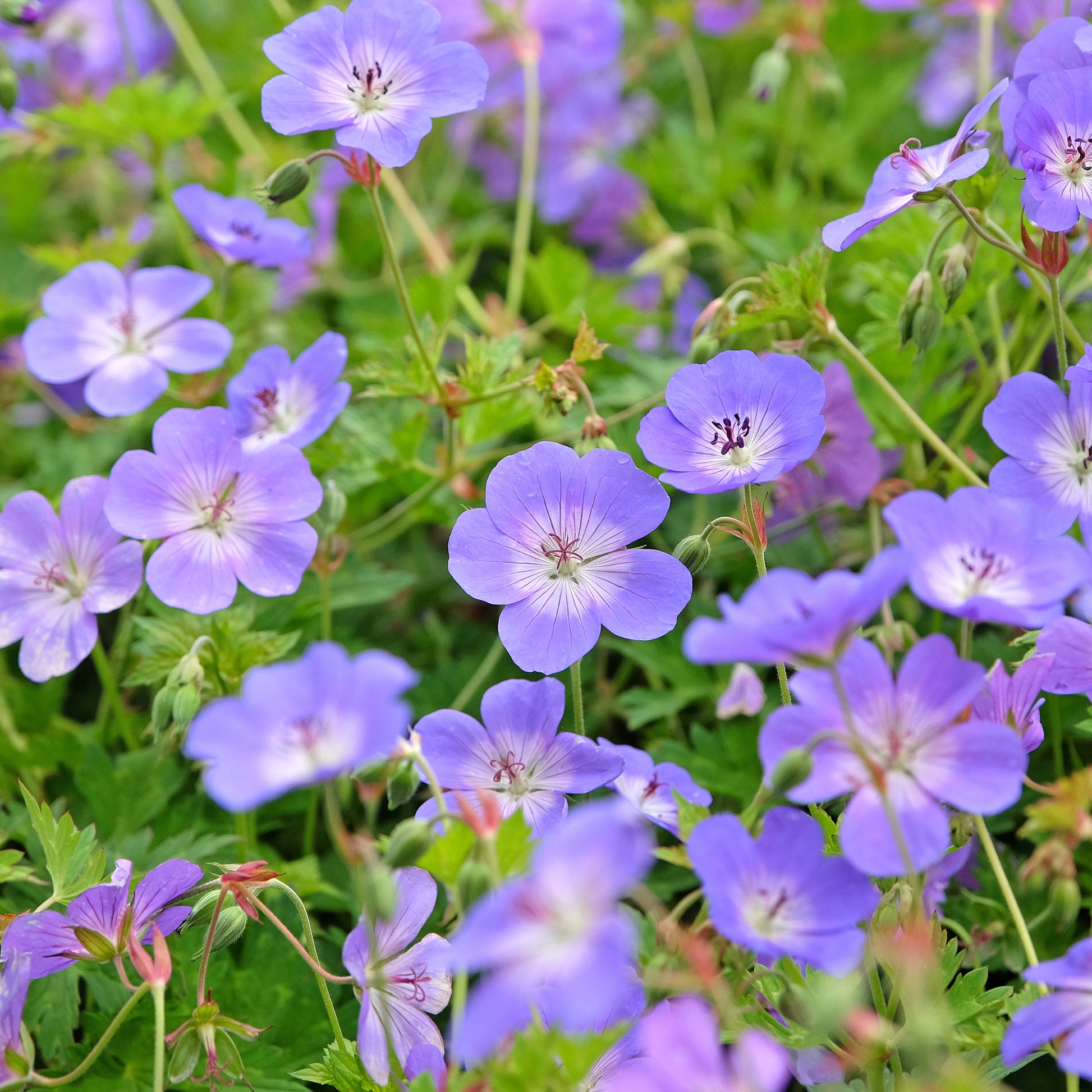 Geranium gerwat rozanne - Storchschnabel 'Rozanne' - Geranien