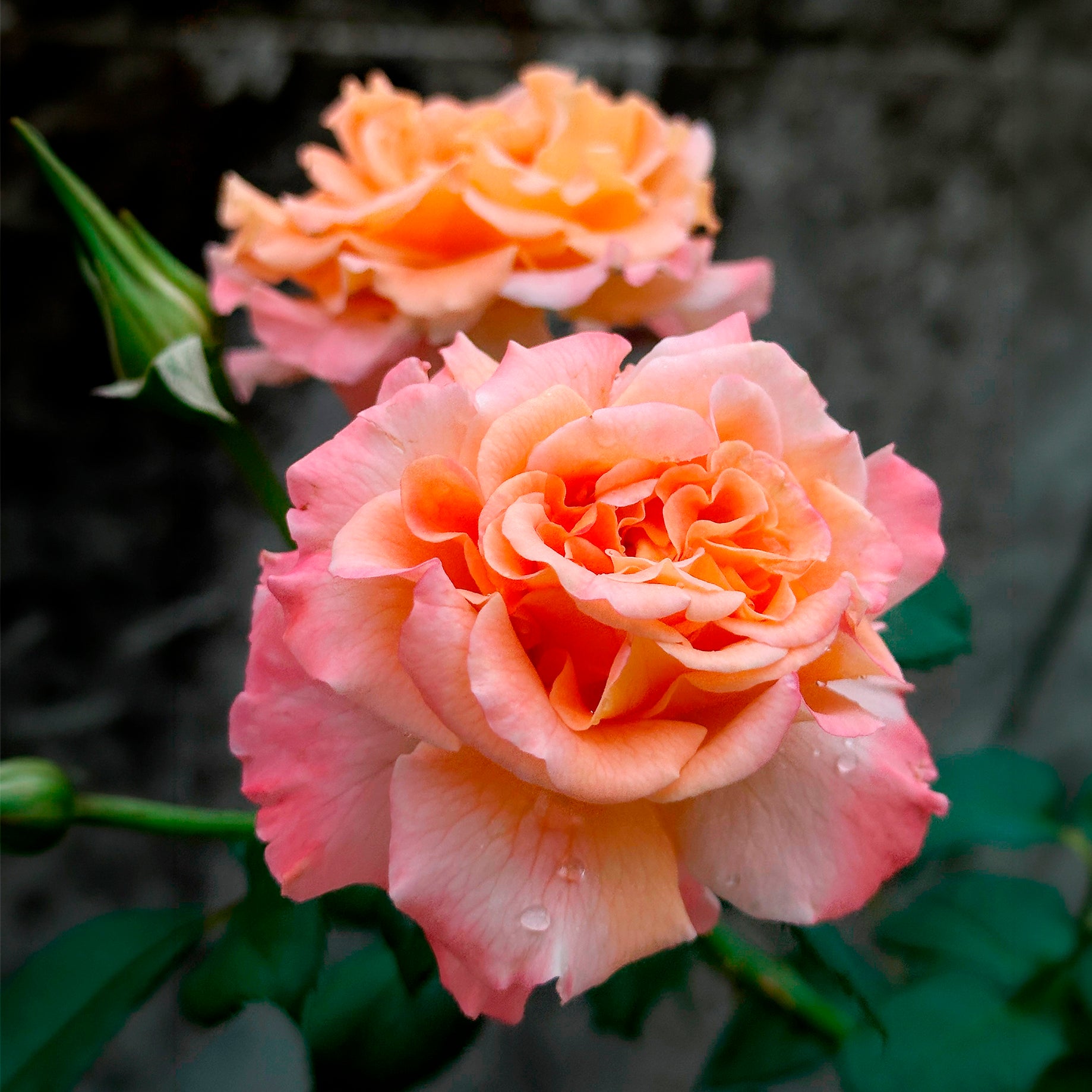 Edelrose 'Augusta Louise' - Rosa augusta louise - Bakker