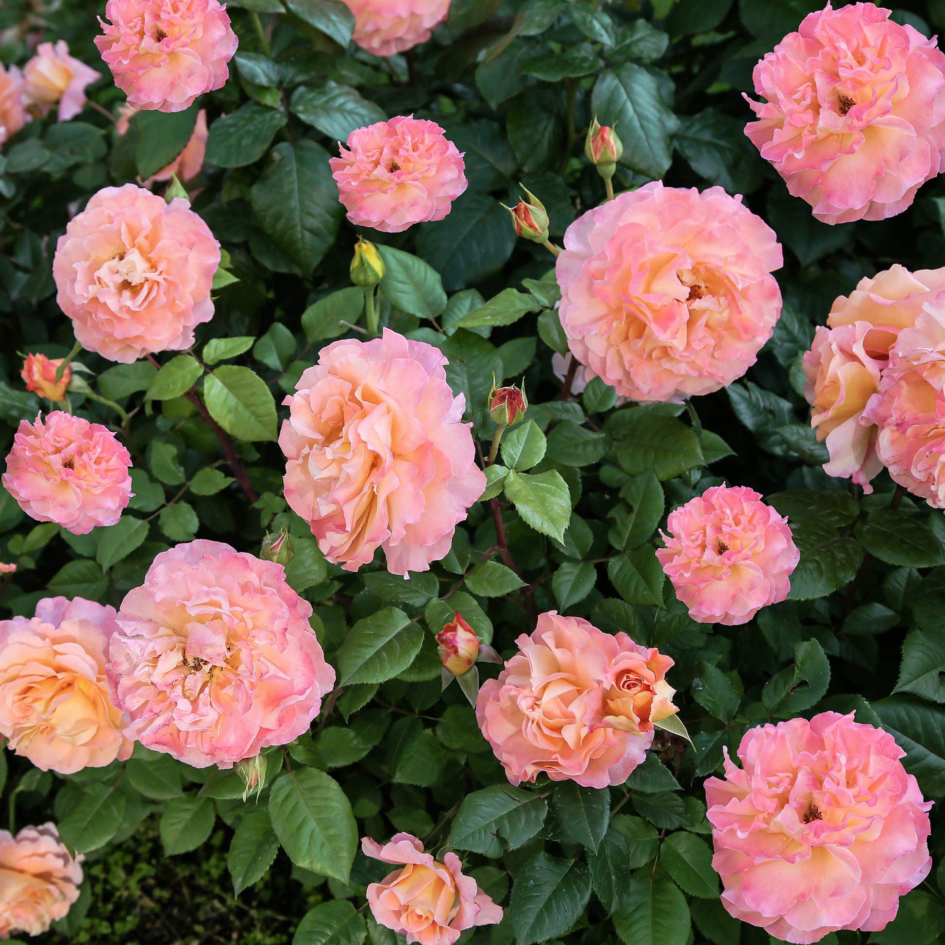 Rosen mit großen Blüten - Edelrose 'Augusta Louise' - Rosa augusta louise