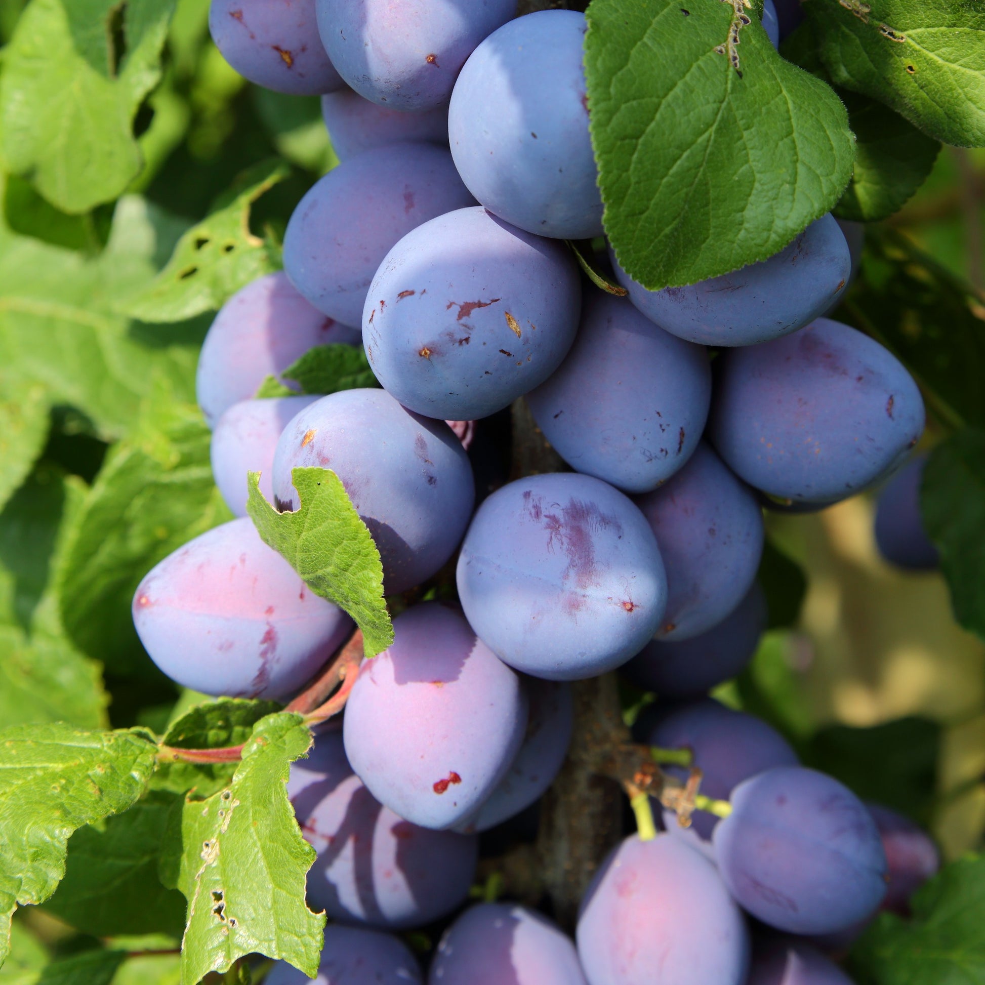 Zwergpflaume ‘Black Amber’ - Bakker