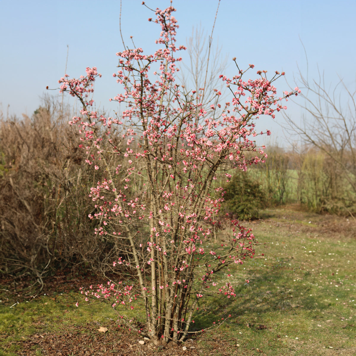 Viburnum bodnantense Dawn - Winterschneeball 'Dawn' - Viburnum