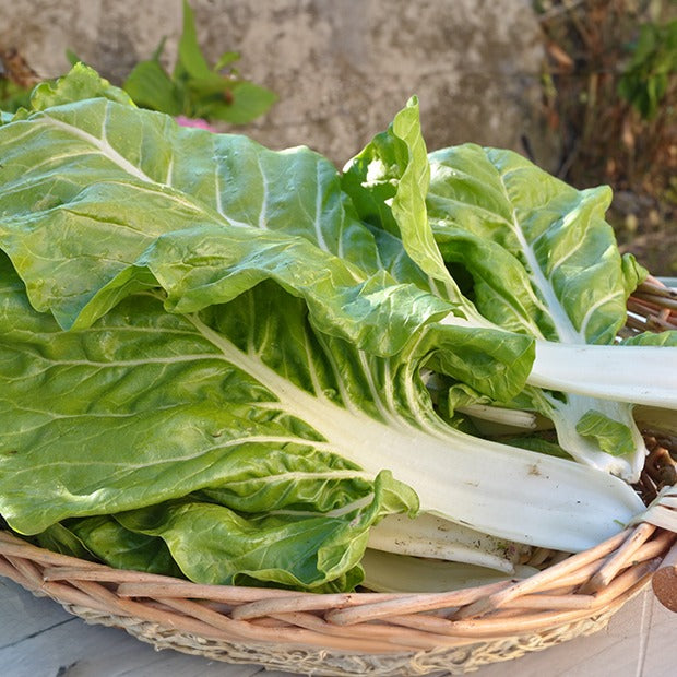 Mangold ‘Blonde à cardes blanches’ - Beta vulgaris cicla blonde à cardes blanches 2 - Bakker