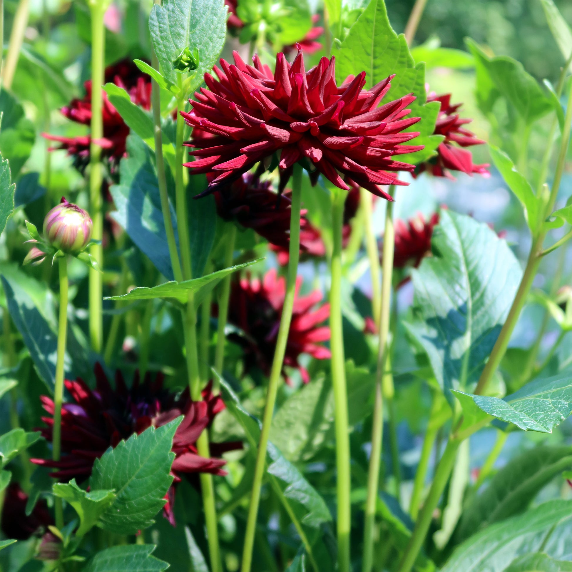 Dahlien-Zwiebeln - Dahlie 'Tamburo' (x3) - Dahlia tamburo