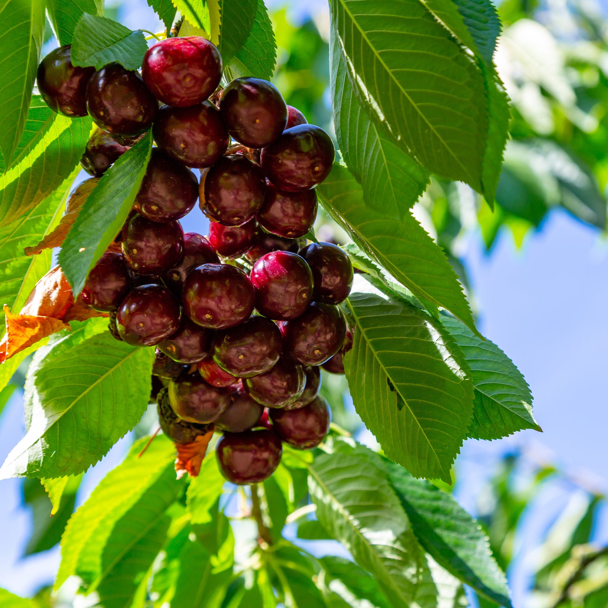 Süßkirsche Kordia - Prunus avium Kordia - Bakker