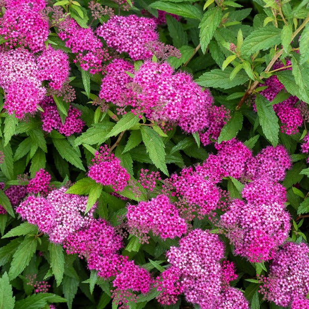 Spiraea - Japan-Spierstrauch ‘Genpei’ - Spiraea japonica Genpei