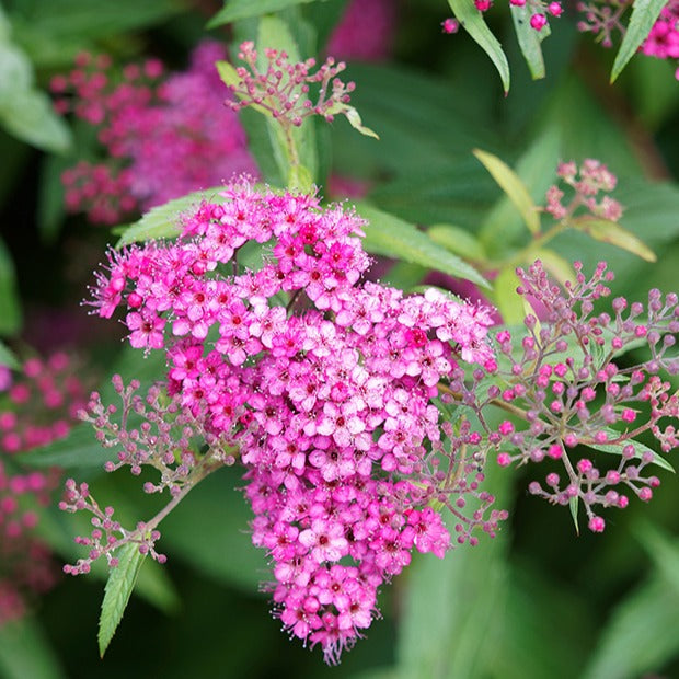 Spiraea japonica Genpei - Japan-Spierstrauch ‘Genpei’ - Spiraea