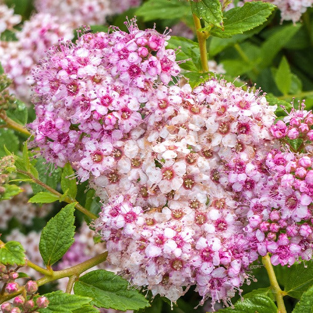 Japan-Spierstrauch ‘Genpei’ - Spiraea japonica Genpei - Bakker