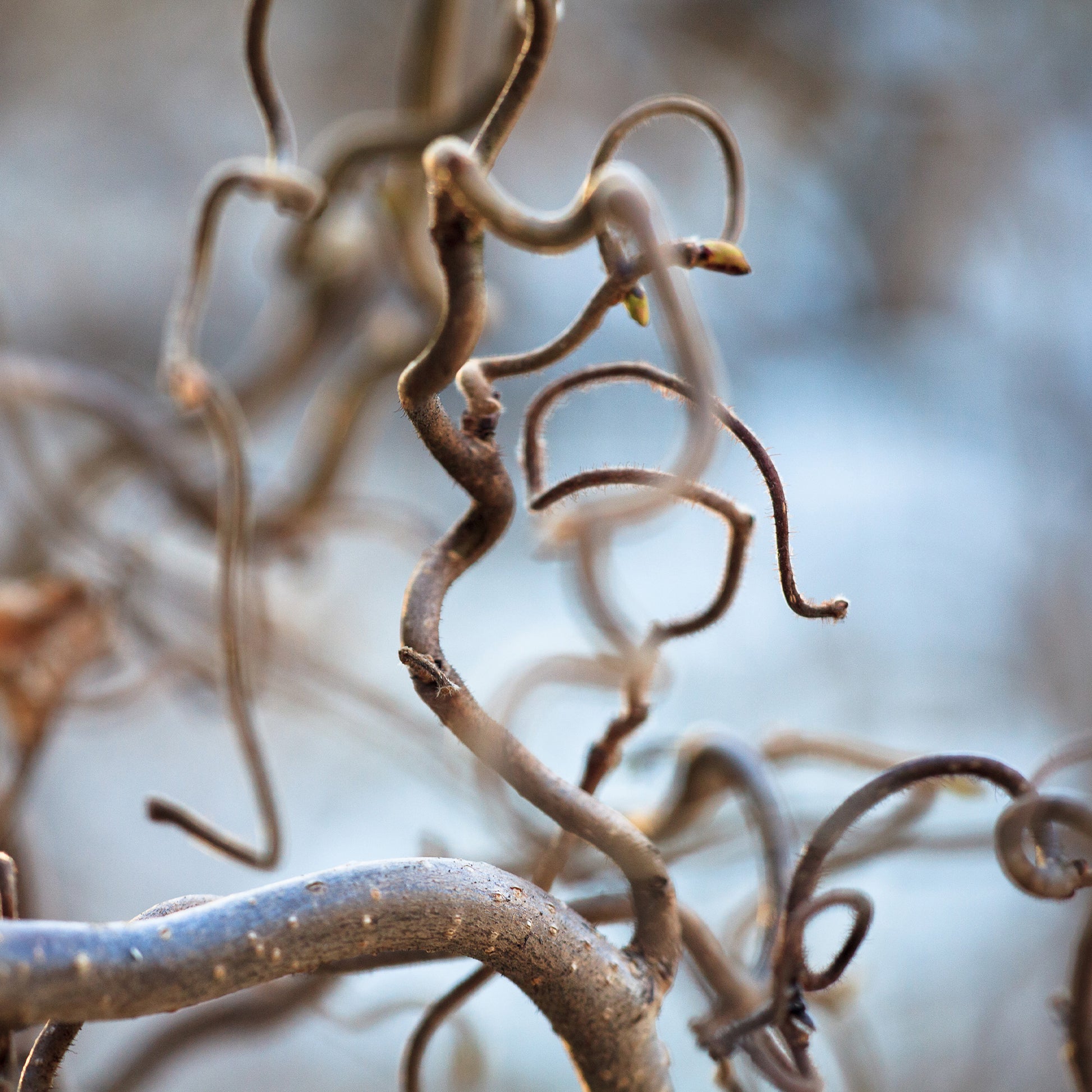 Haselnuss - Korkenzieherhasel 'Contorta' - Corylus avellana 'contorta'