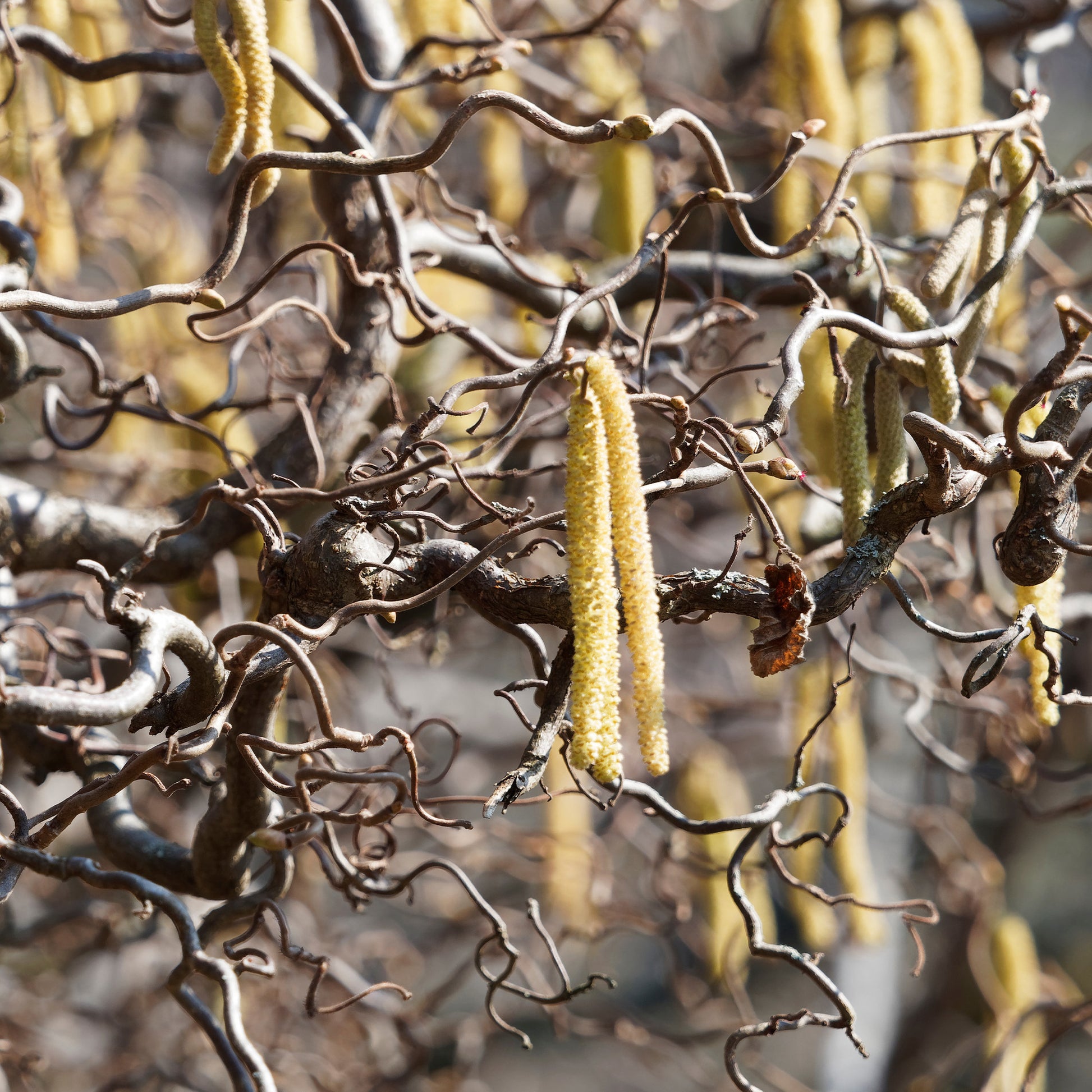 Corylus avellana 'contorta' - Korkenzieherhasel 'Contorta' - Haselnuss