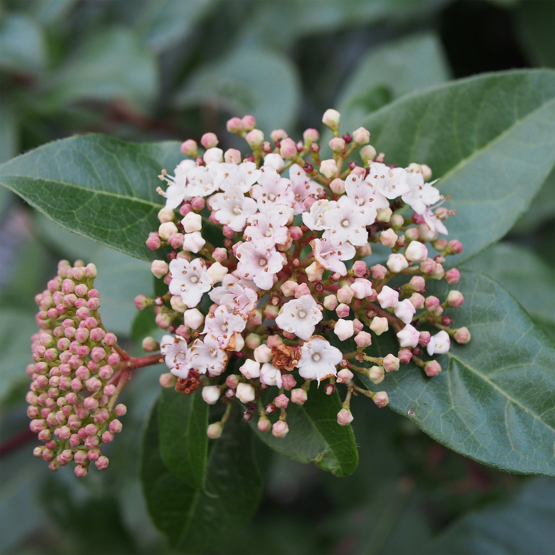 Verkauf Lorbeer-Schneeball - Viburnum tinus