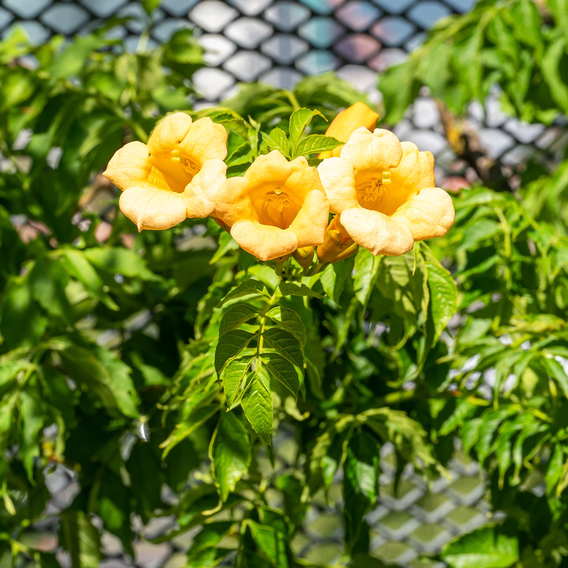 Trompetenblume 'Gold Trumpet' - Campsis radicans Yellow Trumpet - Bakker