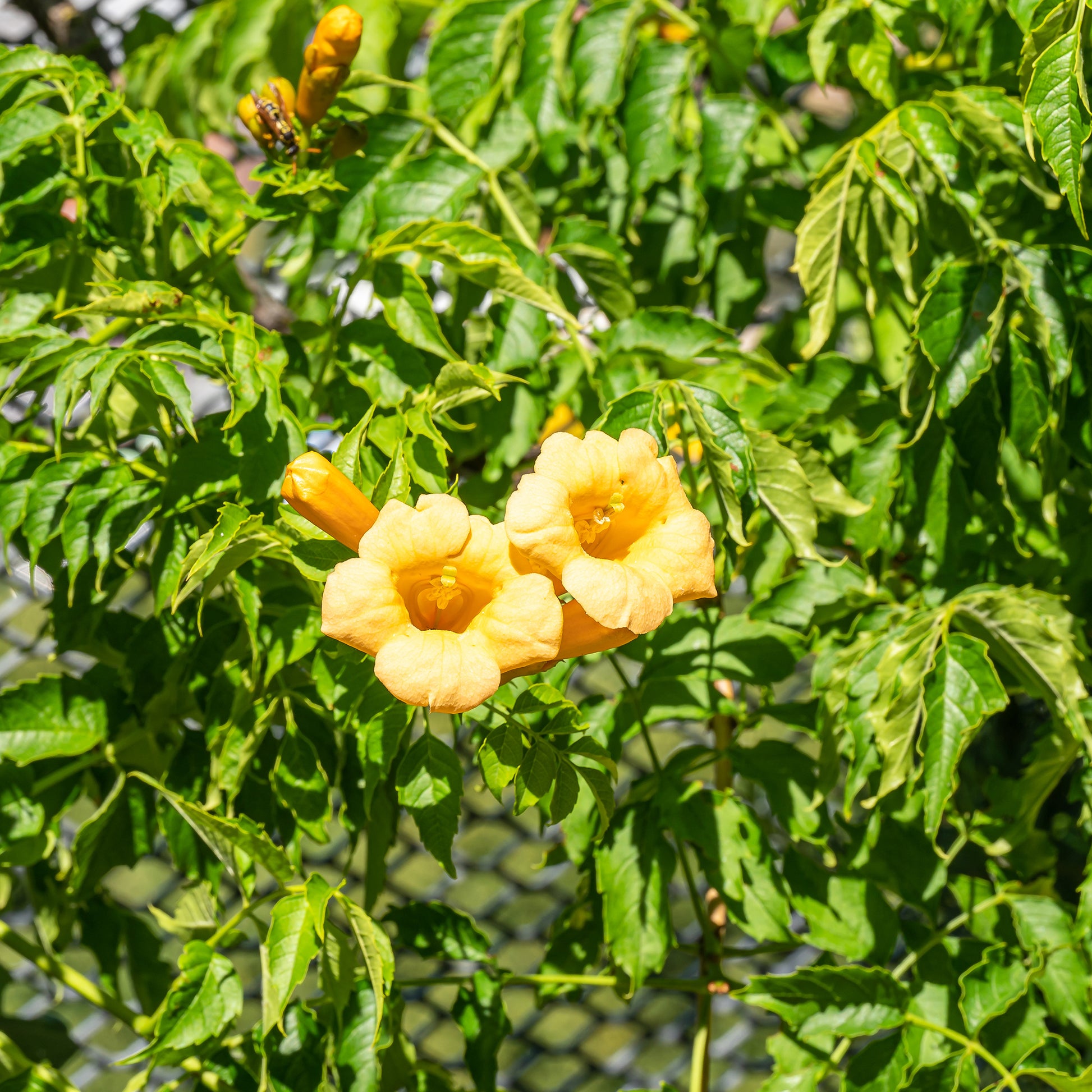 Campsis radicans Yellow Trumpet - Trompetenblume 'Gold Trumpet' - Kletterpflanzen