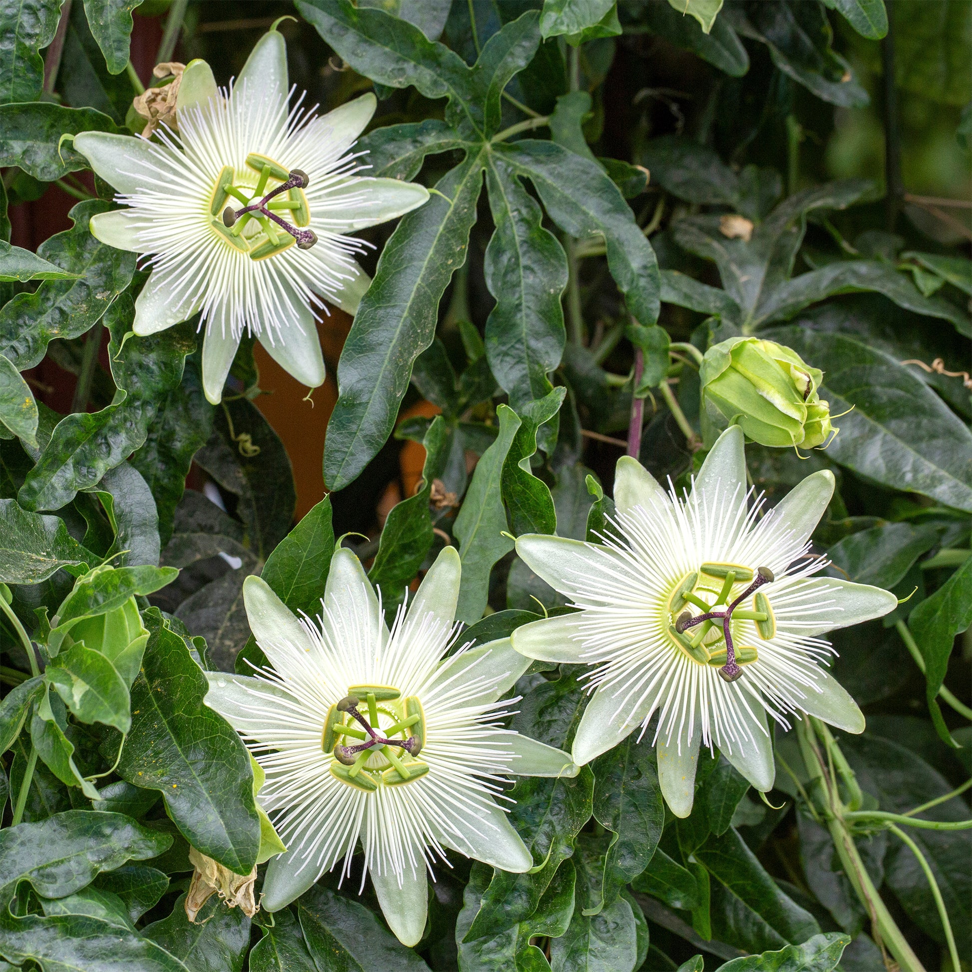 Passionsblume - Passionsblume 'Constance Elliot' - Passiflora caerulea constance elliot
