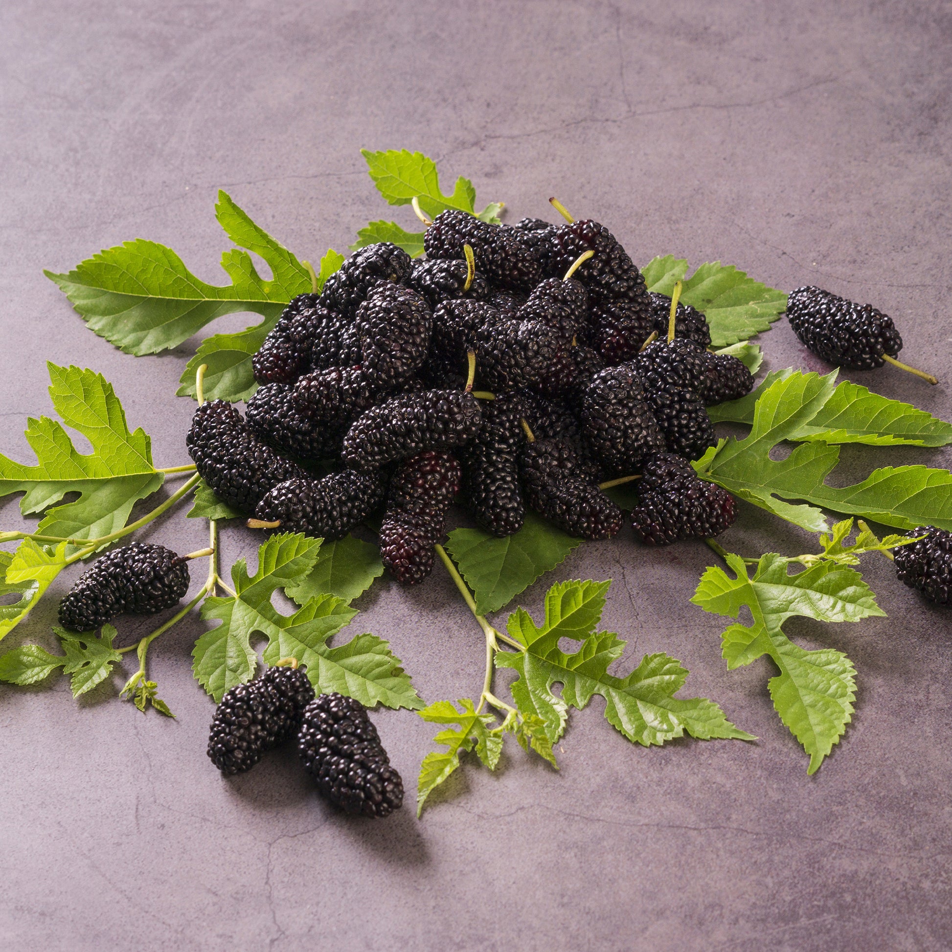 Verkauf Maulbeere 'Mulle' - Fruchtbäume