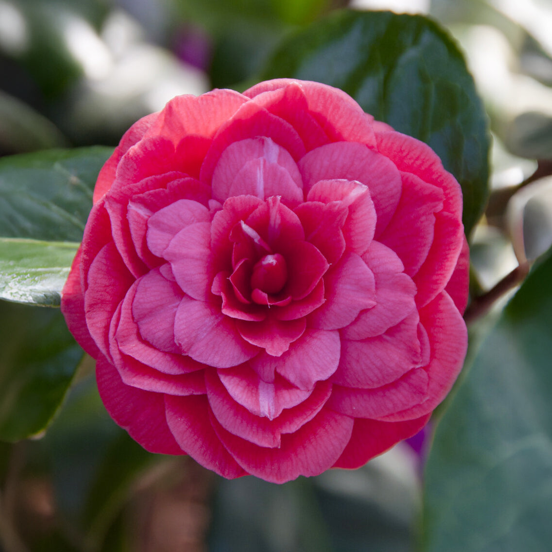 Kamelie Principessa Baciocchi - Camellia japonica Principessa Baciocchi - Bakker