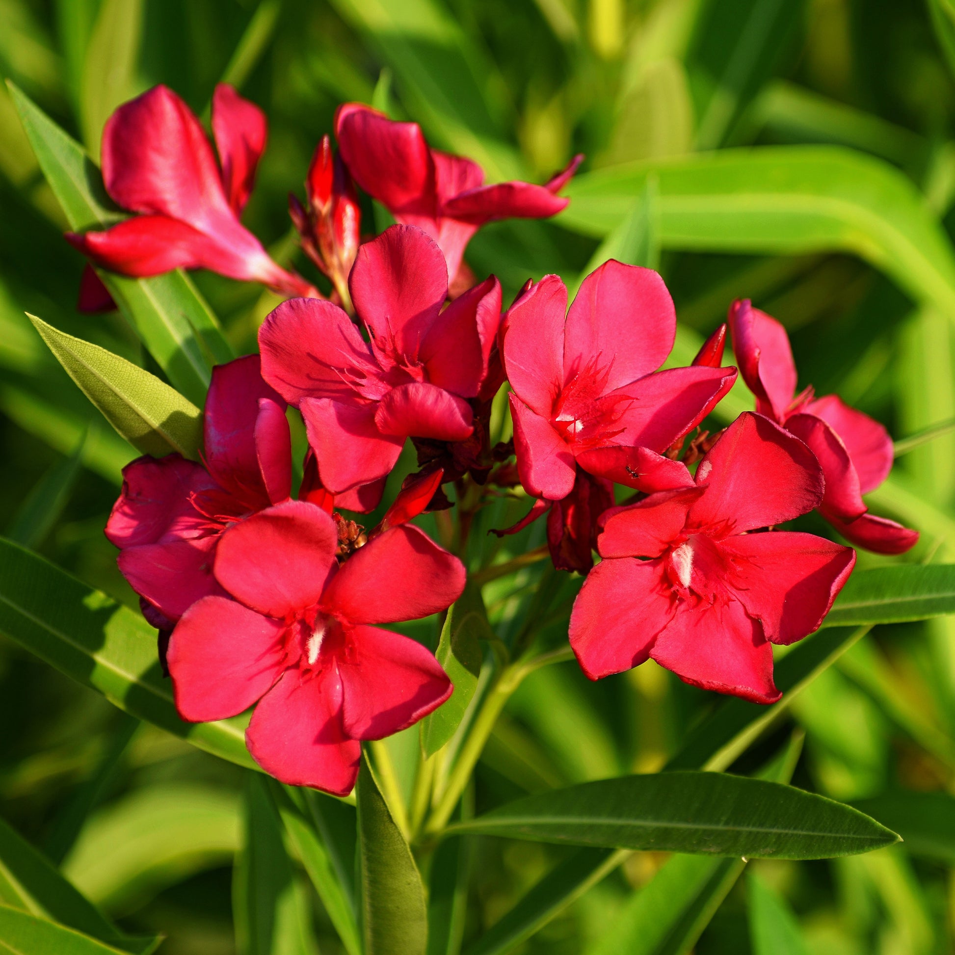 Nerium oleander - Rote Oleander - Oleander