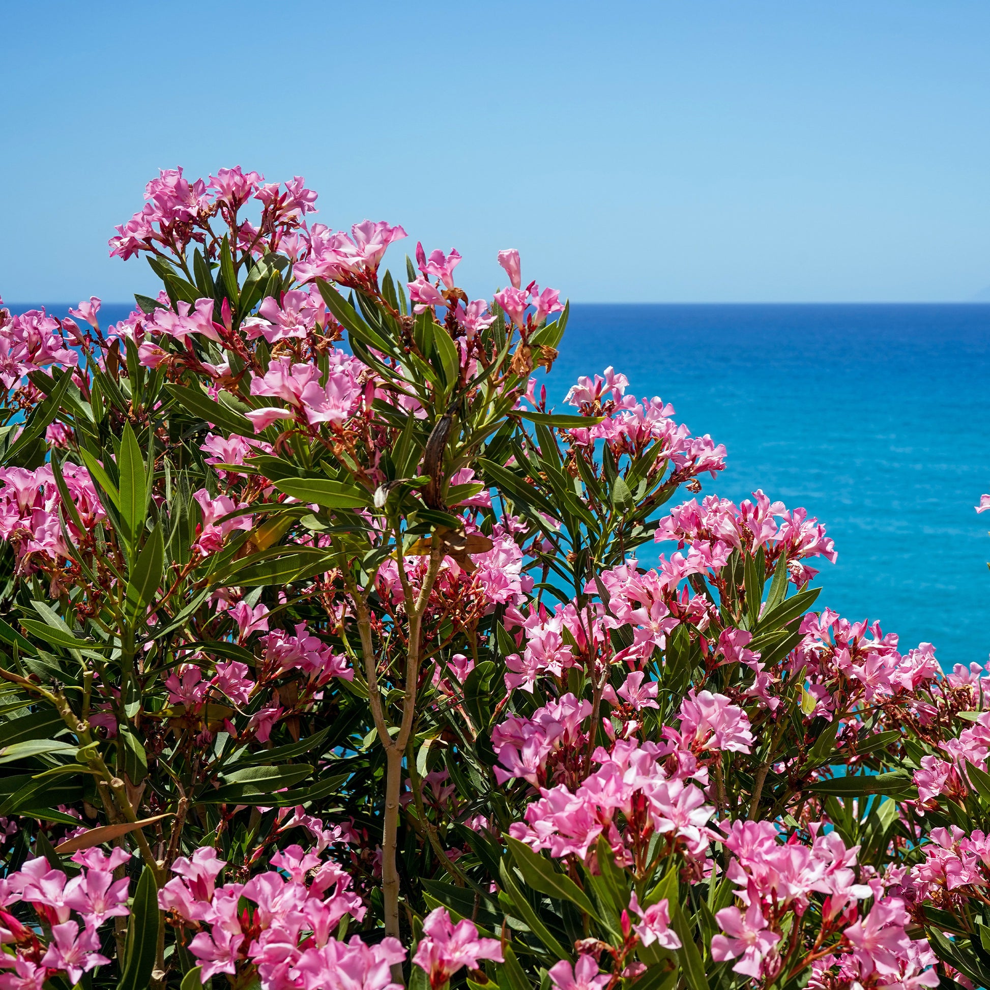 Oleander - Oleander - Nerium oleander