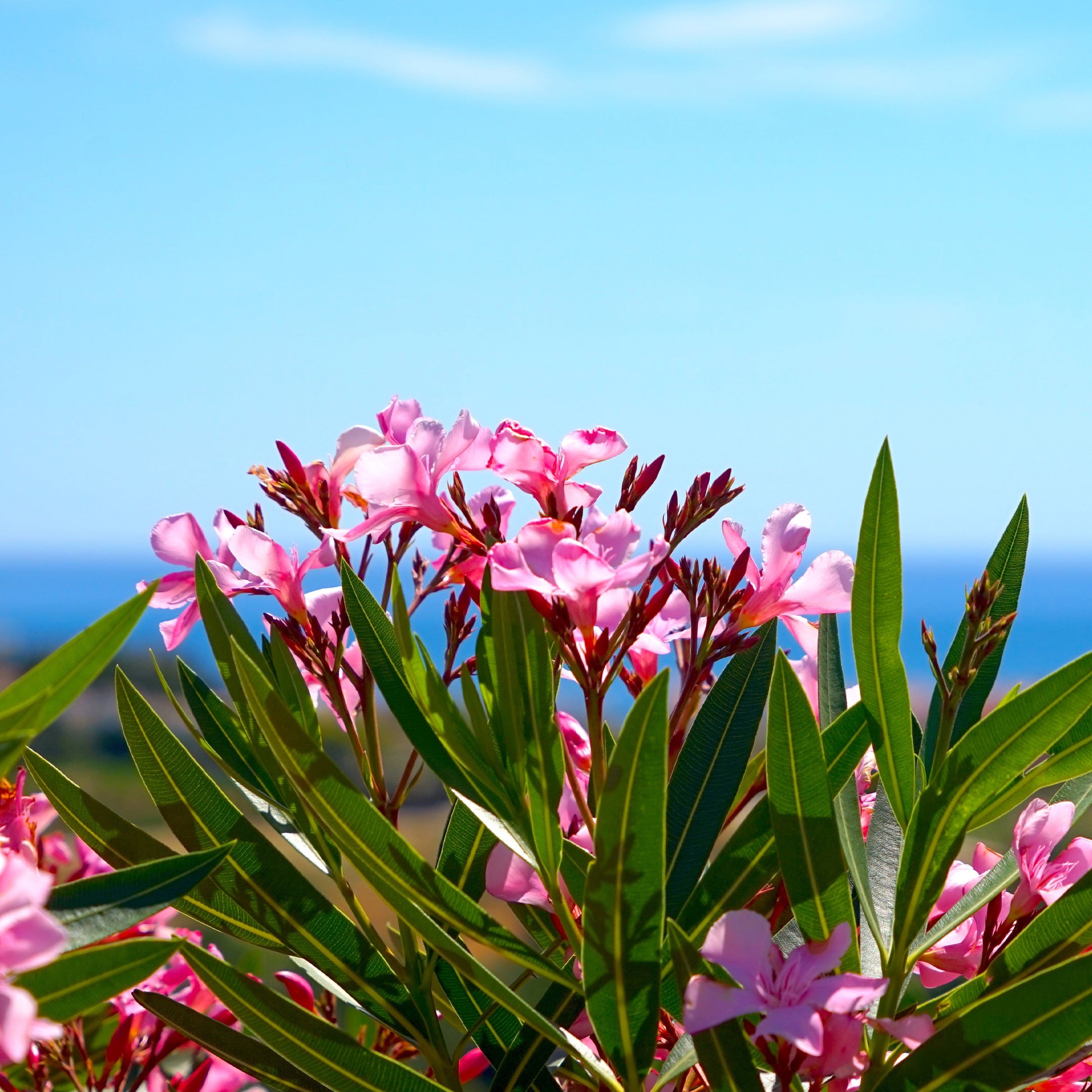 Verkauf Oleander