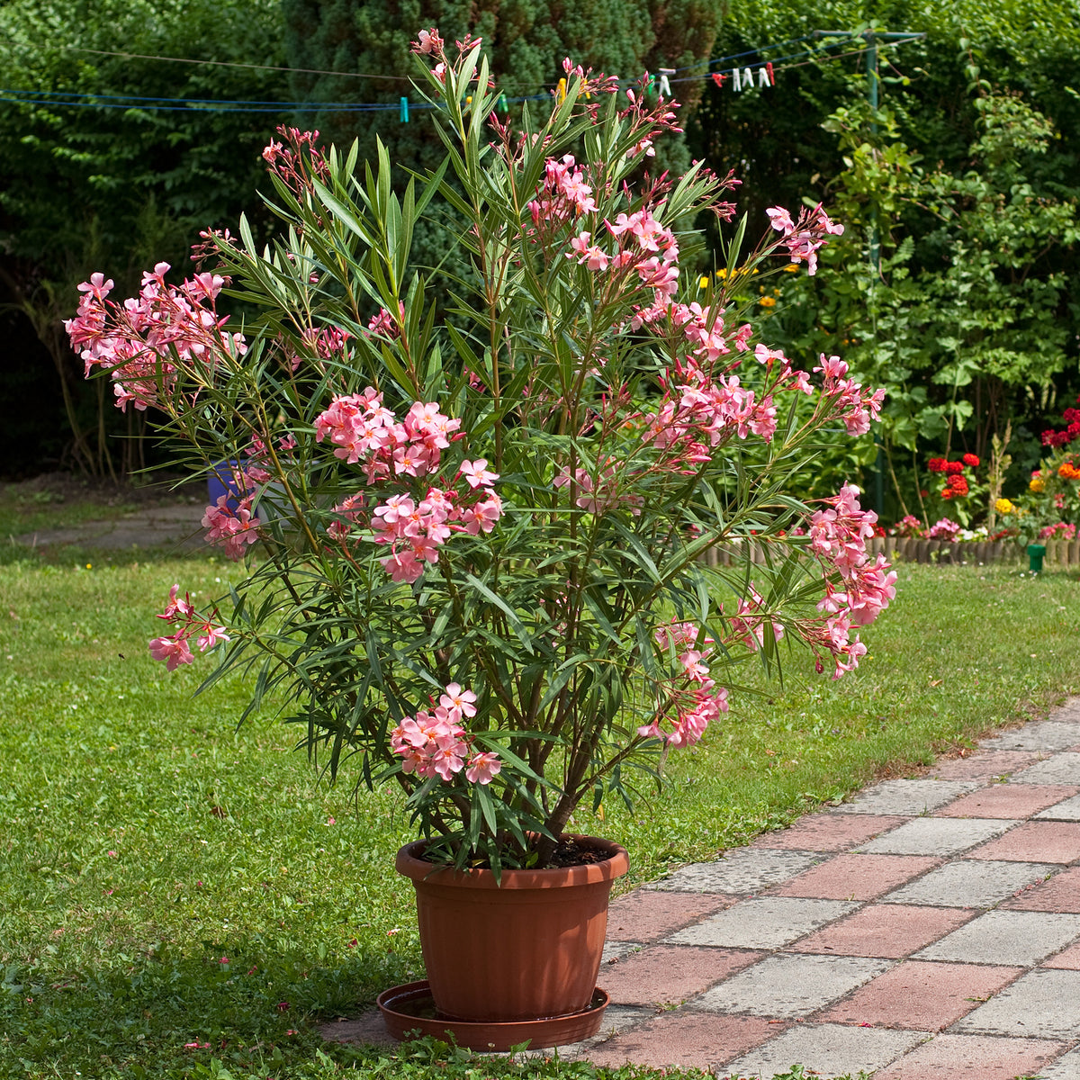 Oleander - Bakker