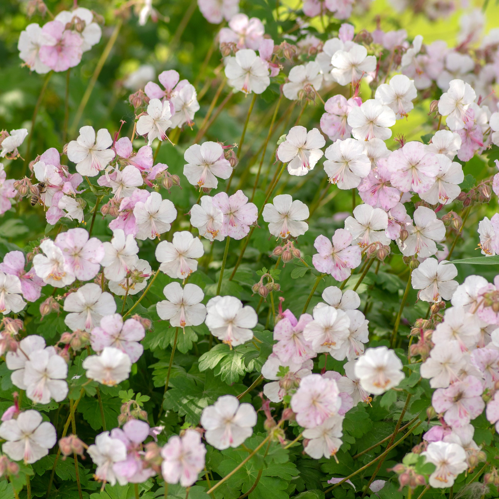 Storchschnabel 'Biokovo' - Geranium cantabrigiense Biokovo - Bakker