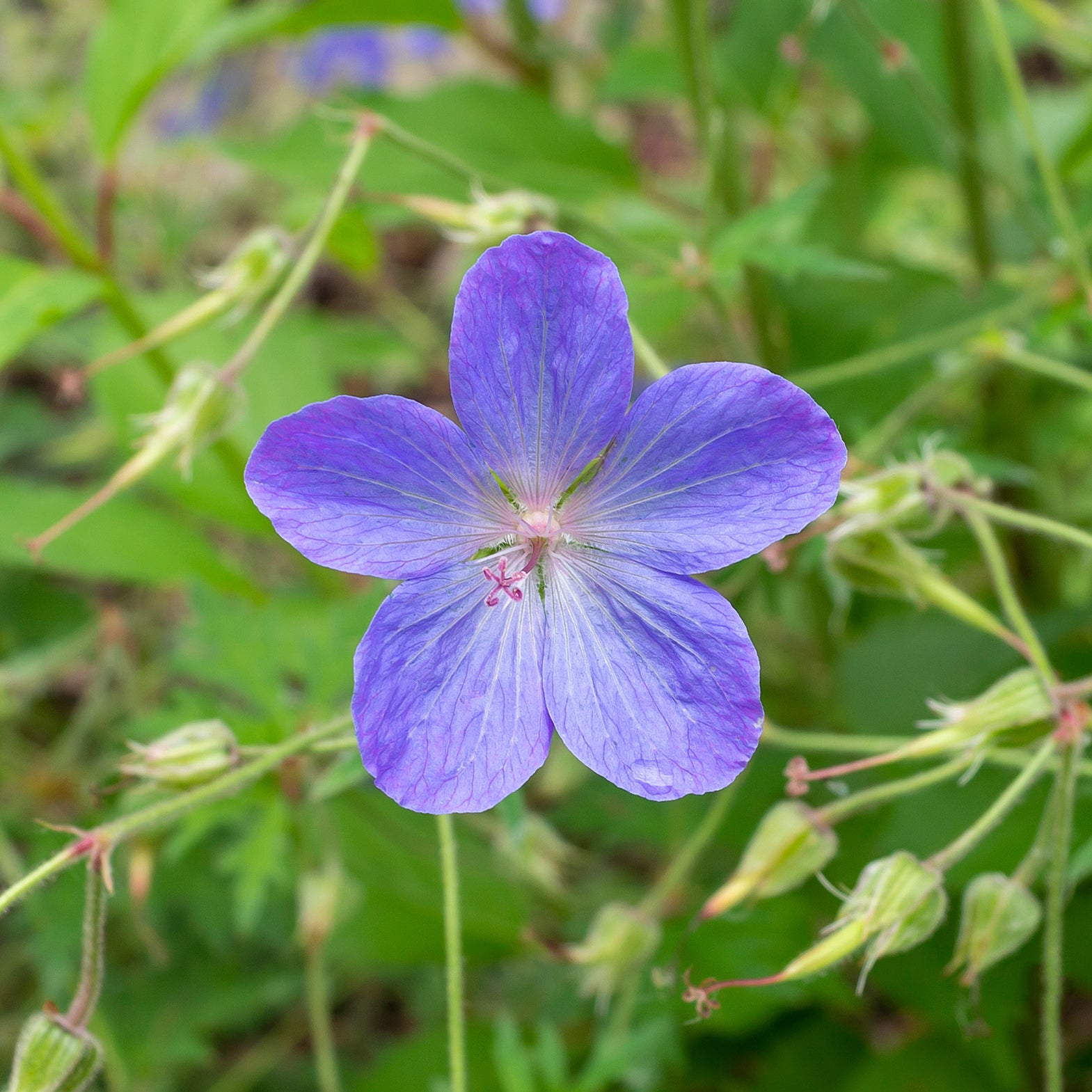 Storchschnabel 'Johnsons Blue' - Geranium johnson's blue - Bakker