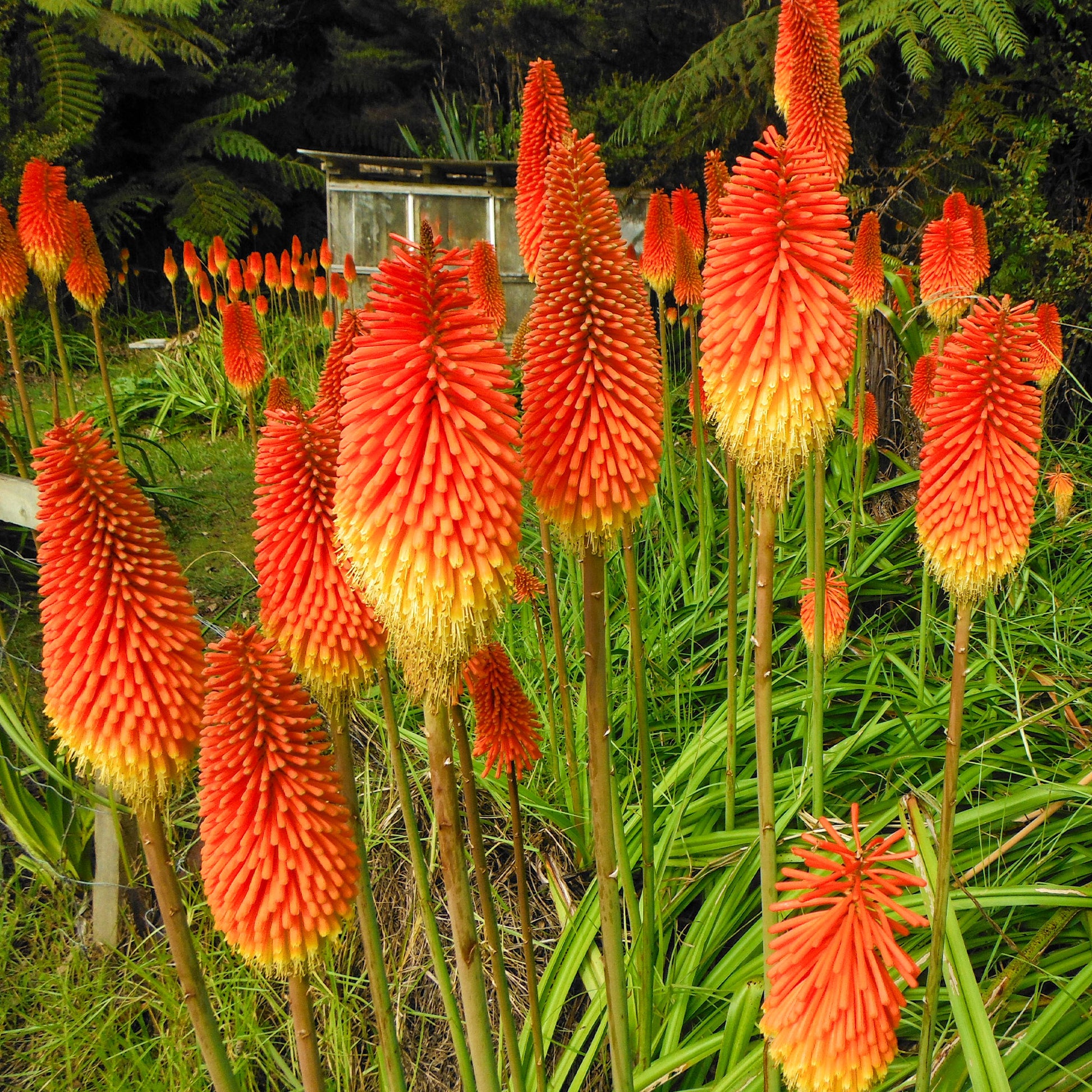 Verkauf Fackellilie (x5) - Kniphofia uvaria