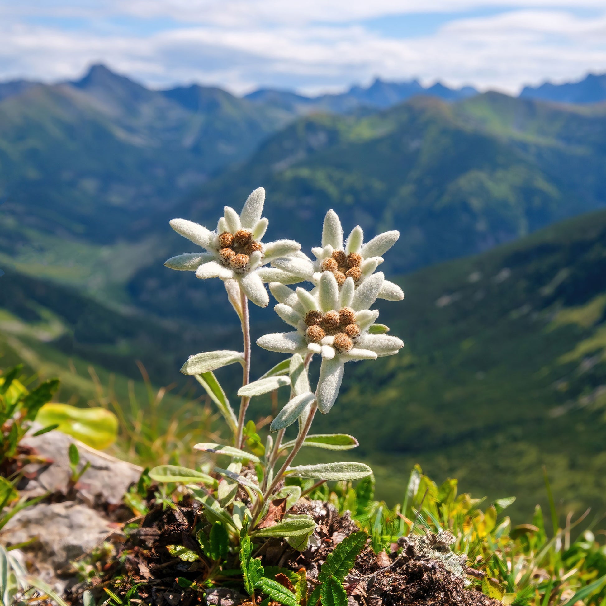 Verkauf Alpen-Edelweiss - Leontopodium alpinum