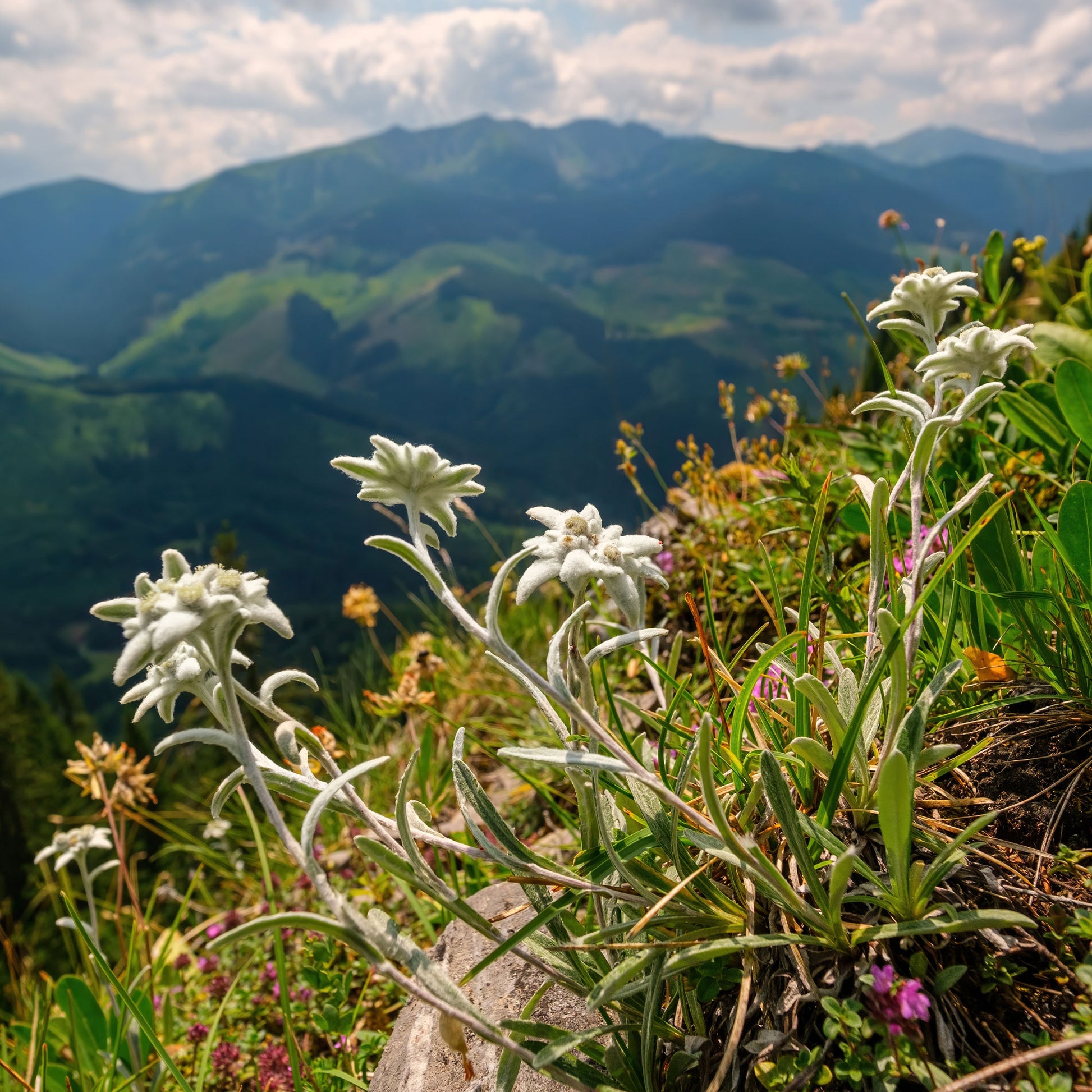 Verkauf Alpen-Edelweiss