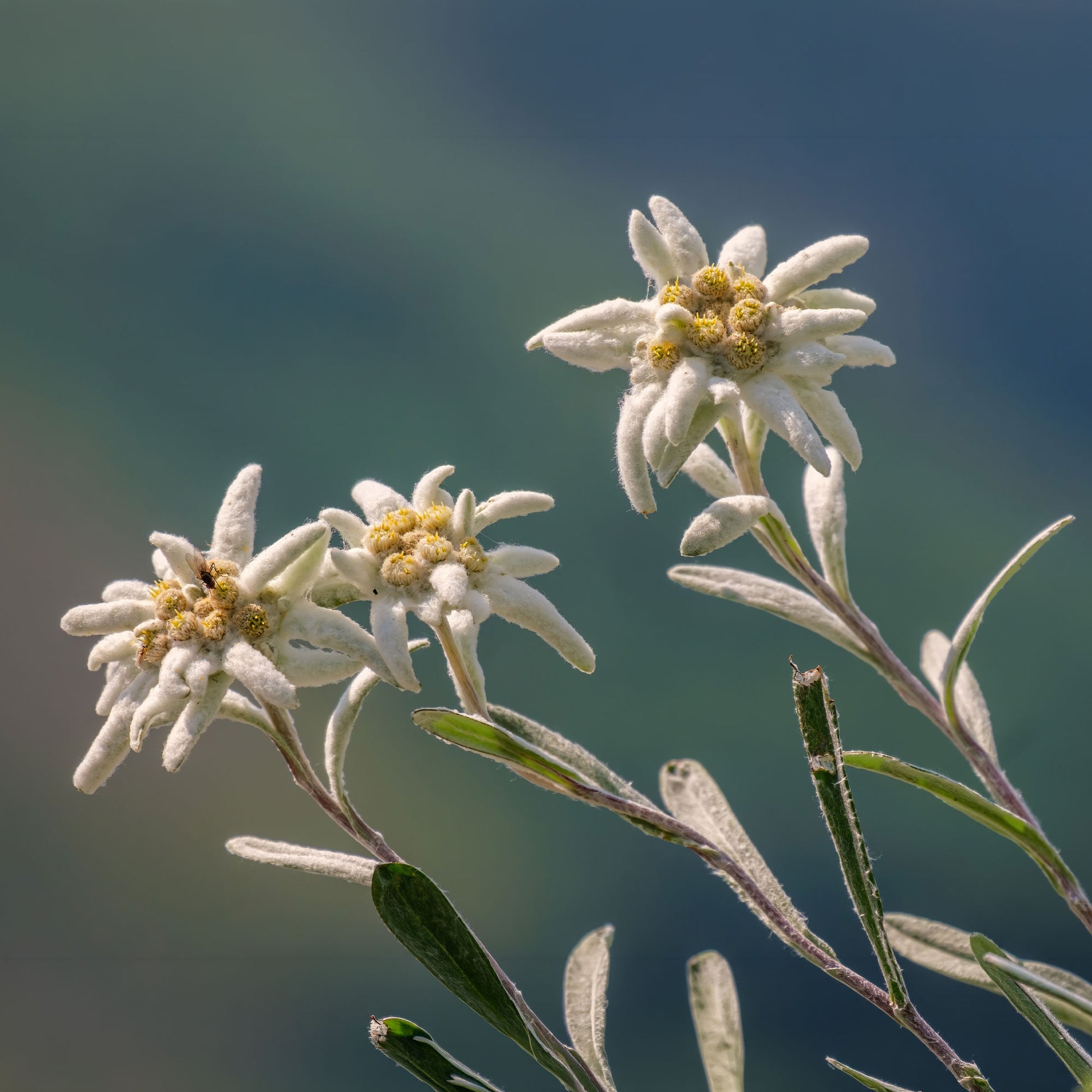 Alpen-Edelweiss - Stauden - Bakker