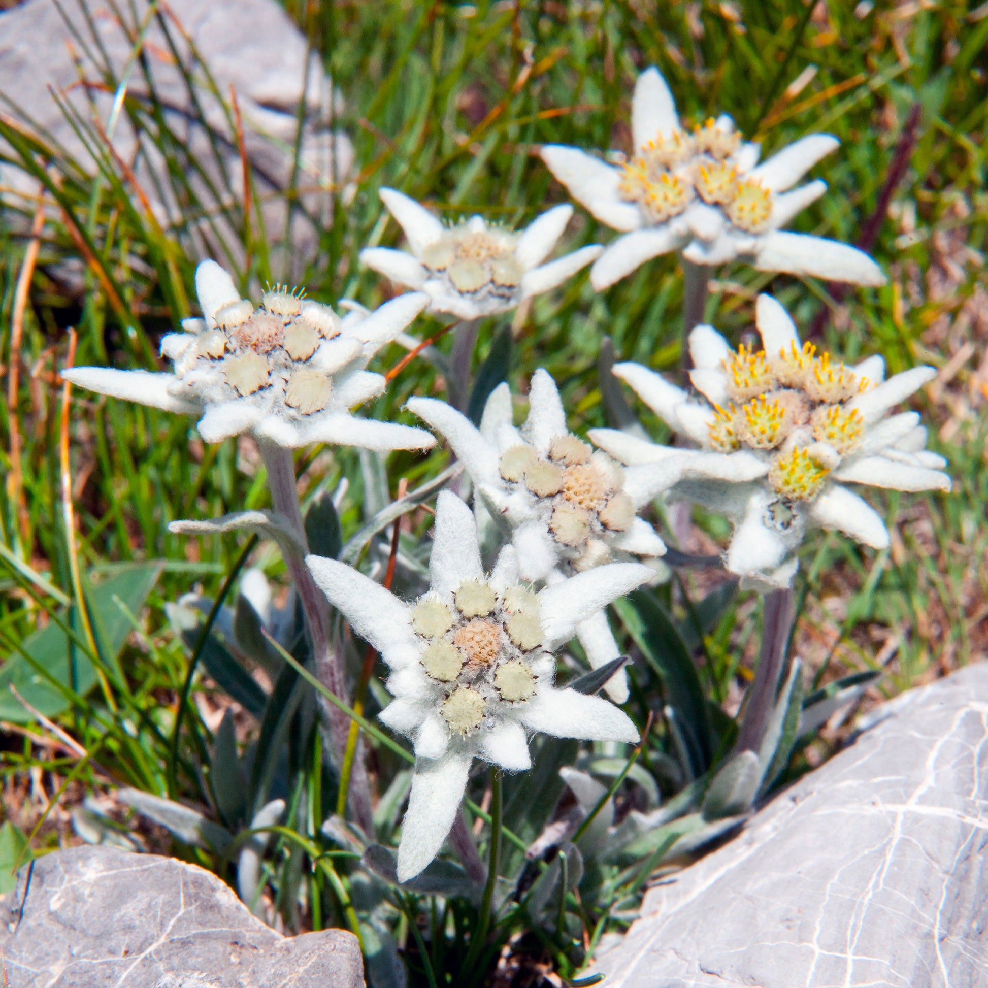 Verkauf Alpen-Edelweiss - Stauden