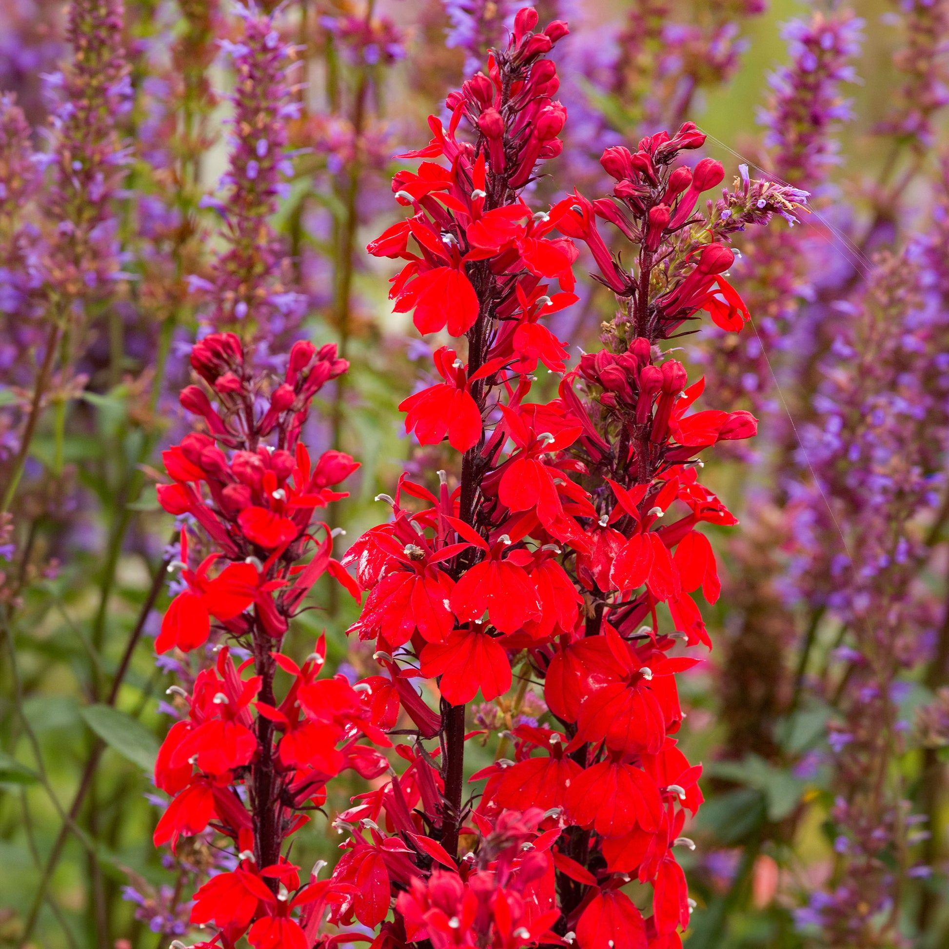 Verkauf Lobelie 'Queen Victoria' - Lobelia queen victoria