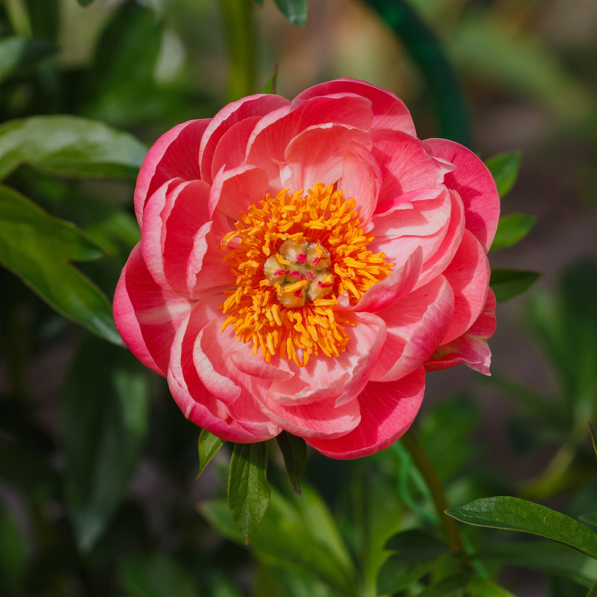 Paeonia lactiflora Coral Sunset - Pfingstrose Paeonia 'Coral Sunset' - Pfingstrosen