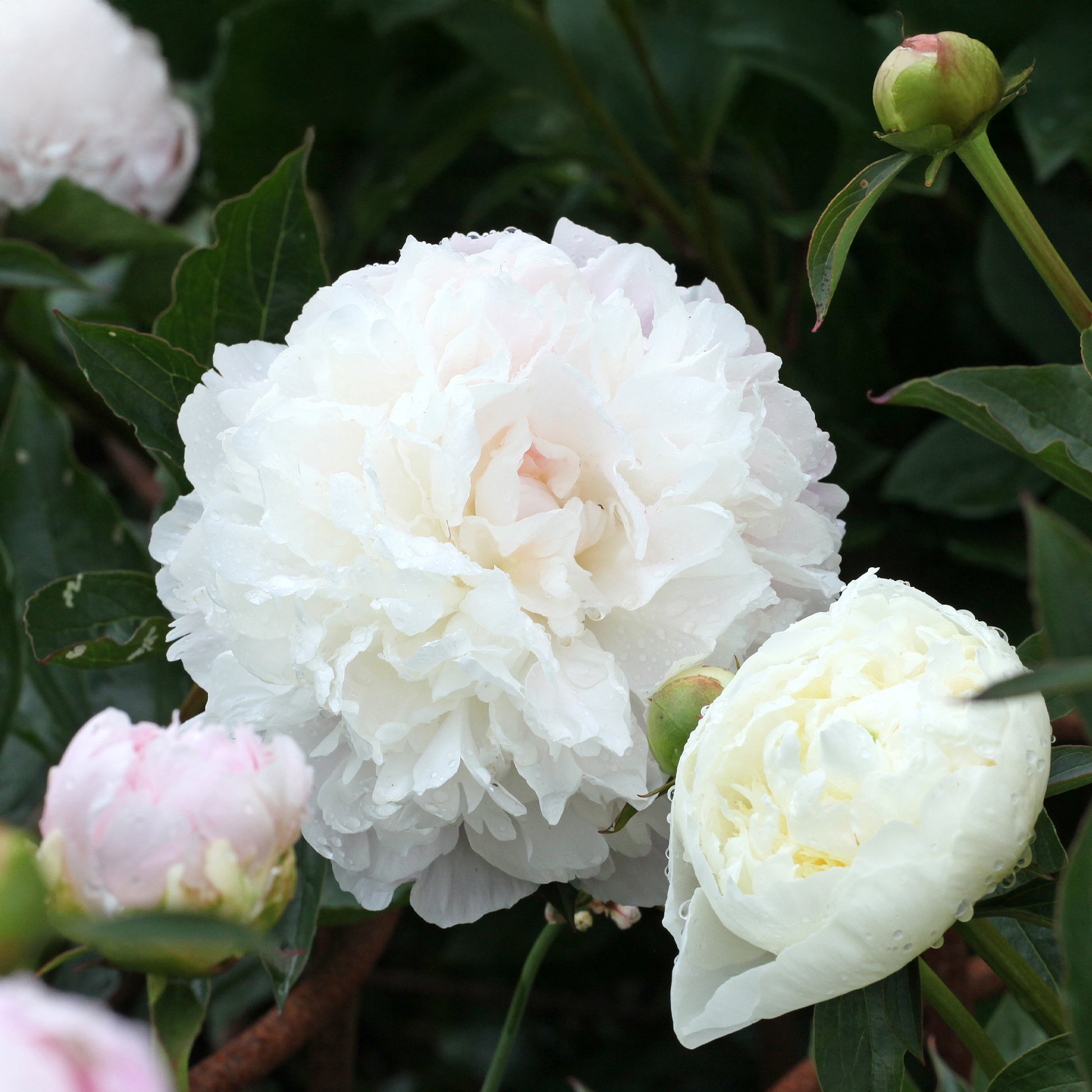 Pfingstrose ‘Duchesse de Nemours’ - Paeonia lactiflora Duchesse de Nemours - Bakker