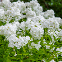Hohe Flammenblume 'White Admiral' - Bakker