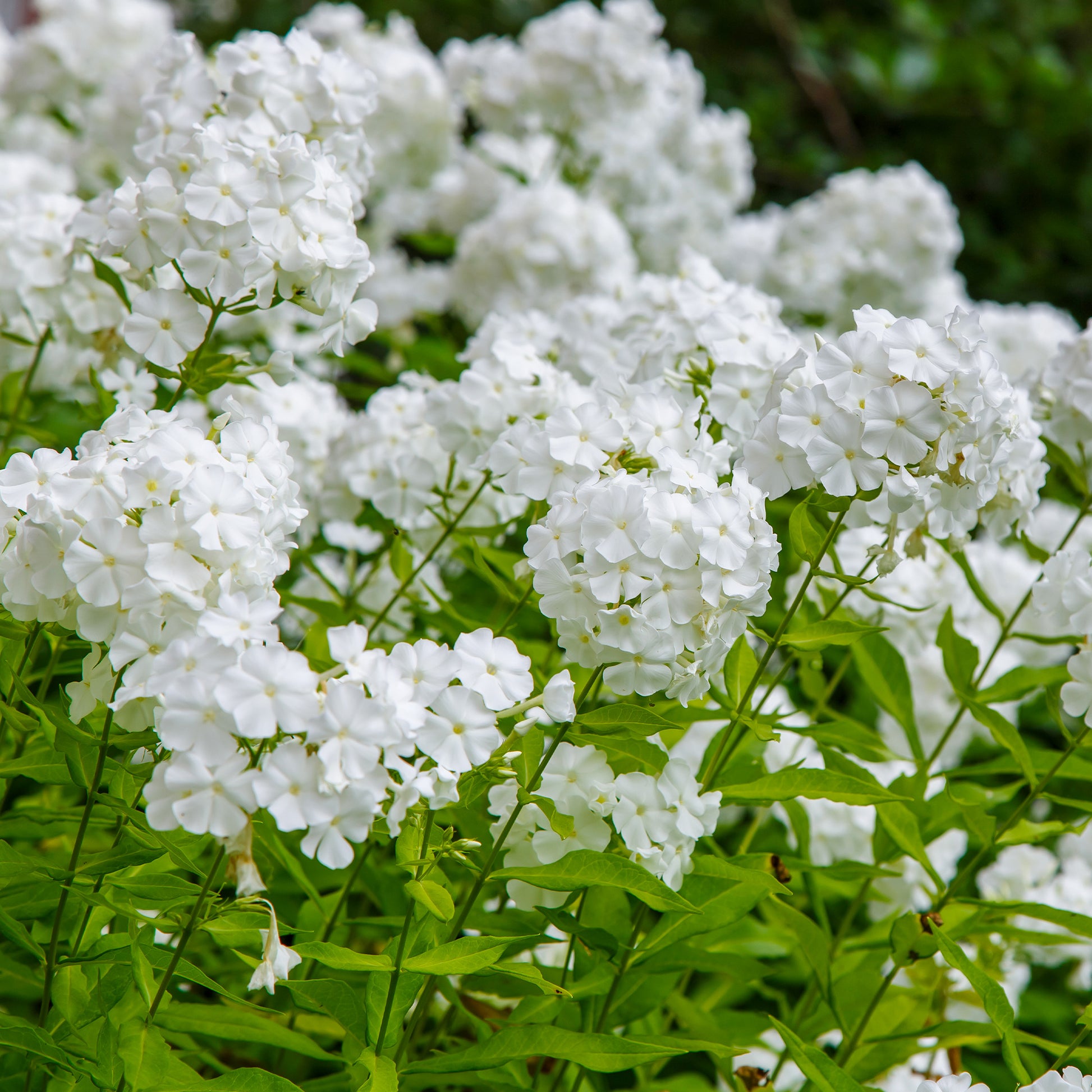 Hohe Flammenblume 'White Admiral' - Bakker