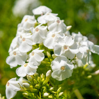 Hohe Flammenblume 'White Admiral' - Phlox paniculata white admiral - Bakker