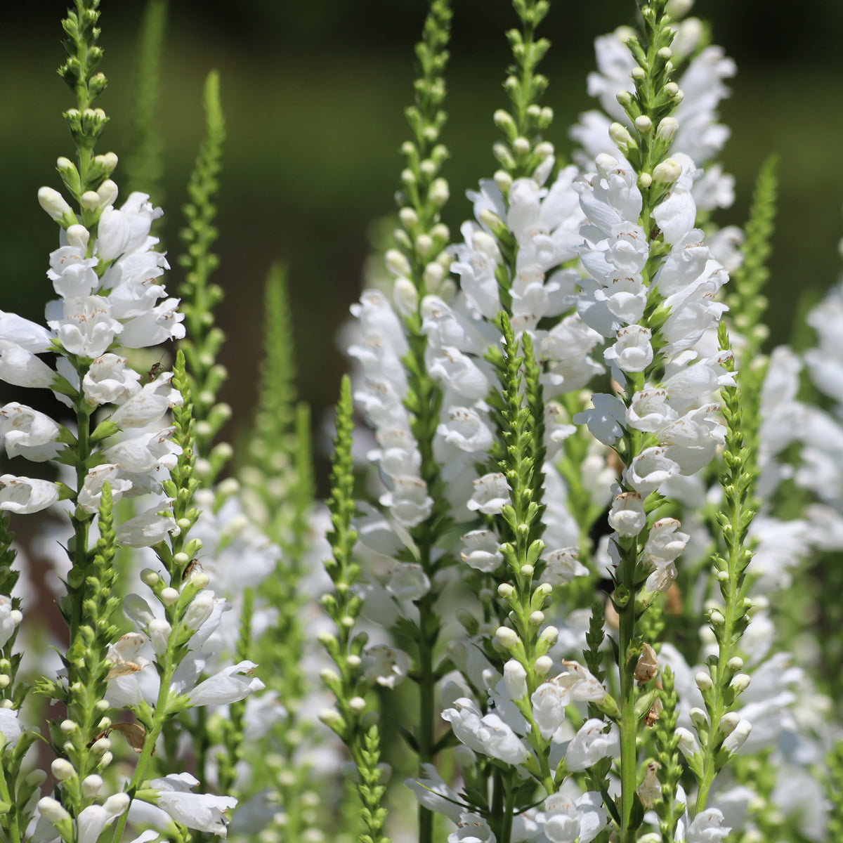 Gelenkblume 'Alba'