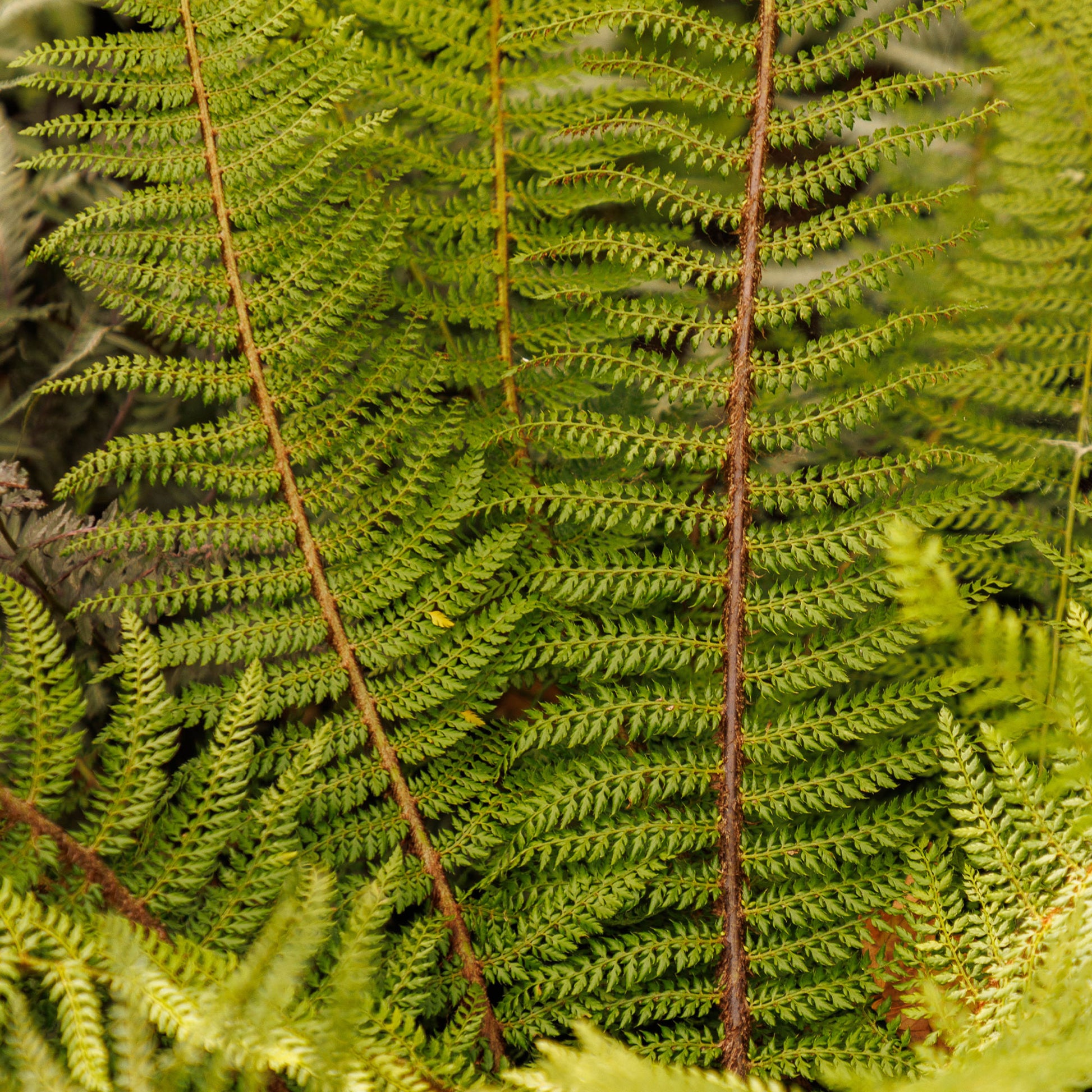 Polystichum setiferum Herrenhausen - Grannen-Schildfarn 'Herrenhausen' - Stauden