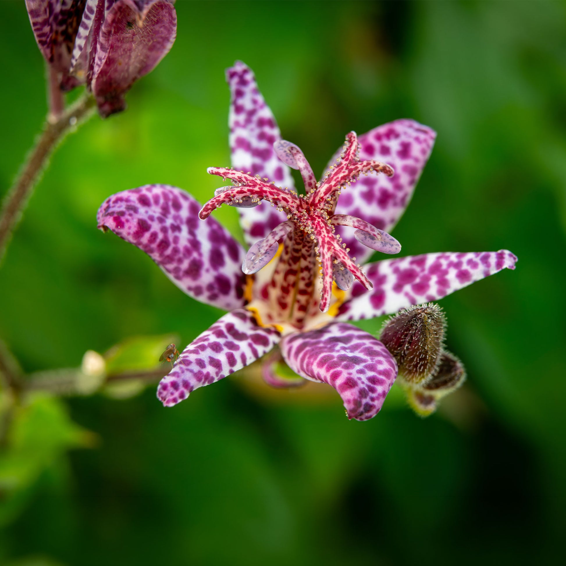 Tricyrtis hirta - Krötenlilie - Stauden